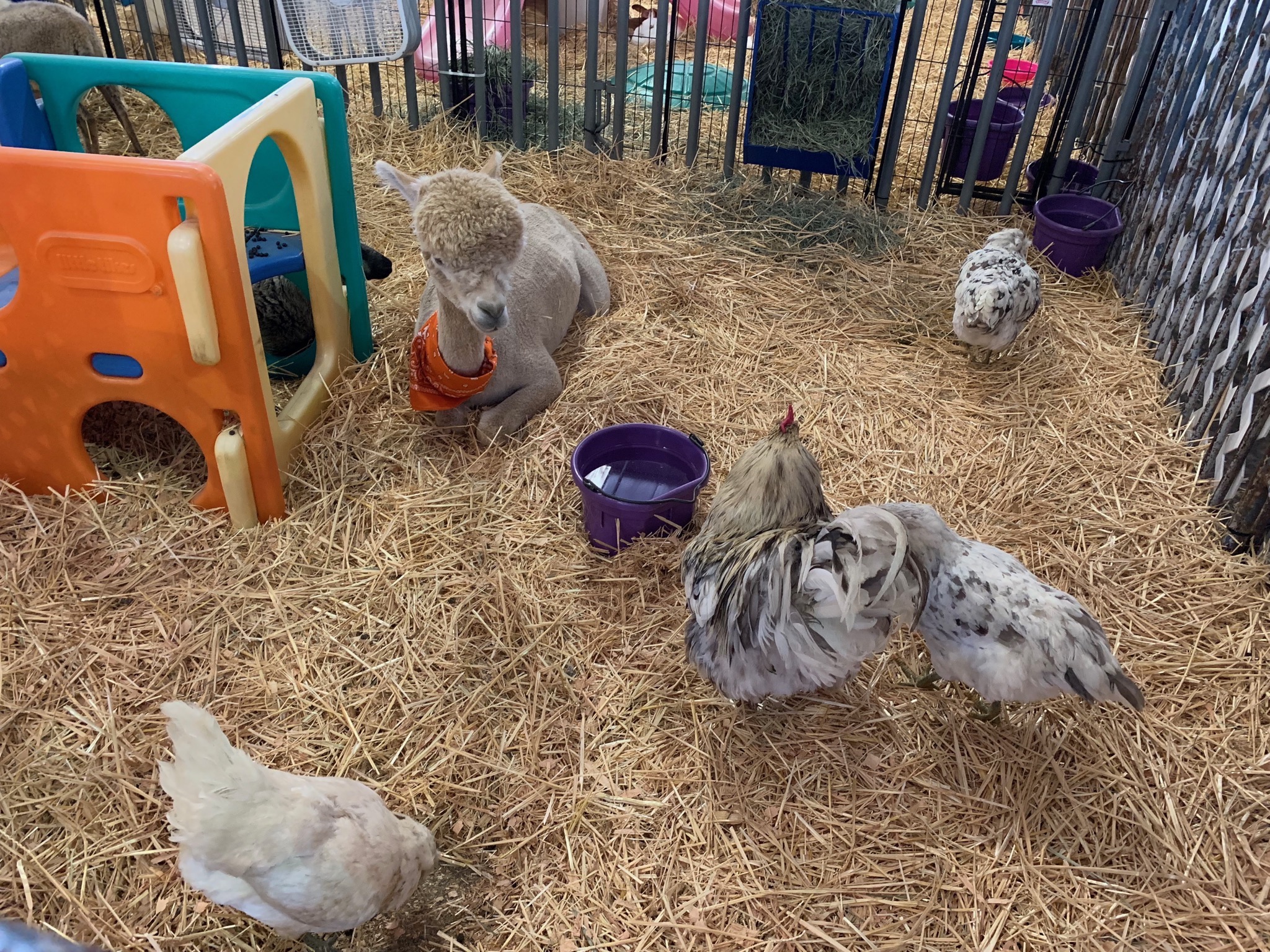Chickens and alpaca