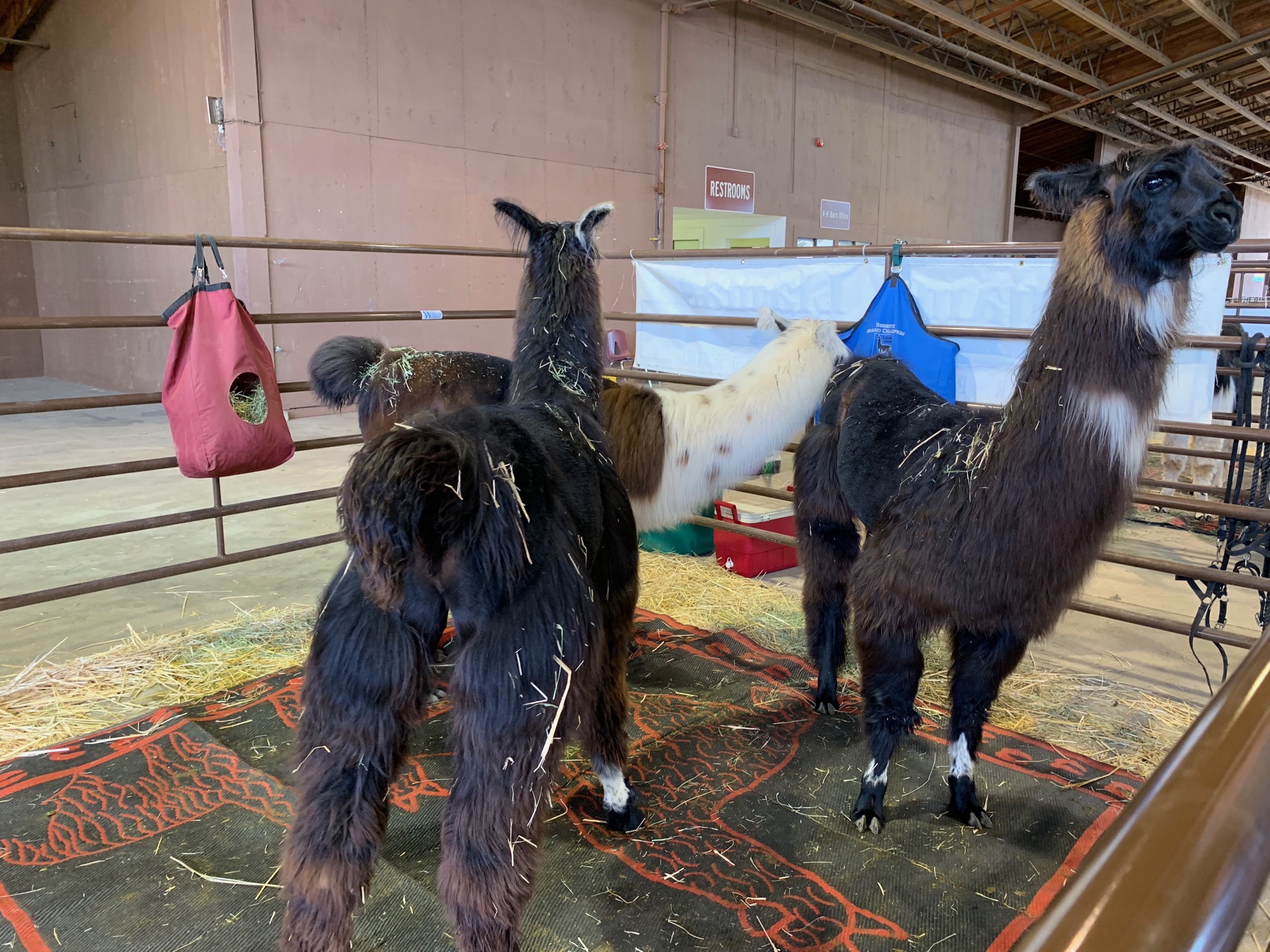 Llamas