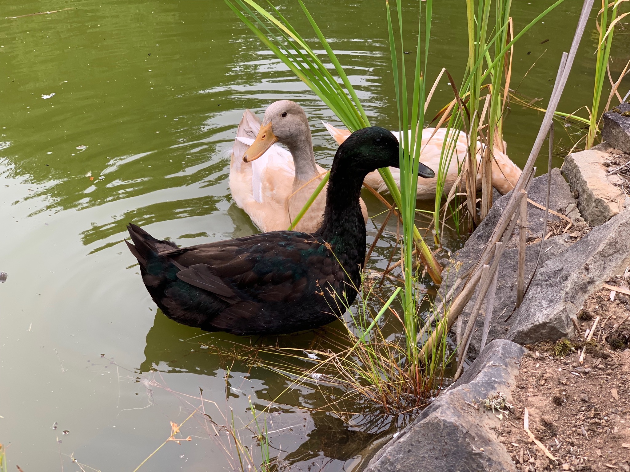 Ducks