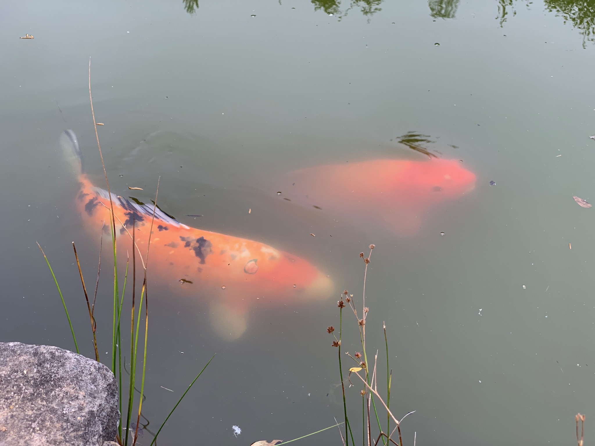 Koi