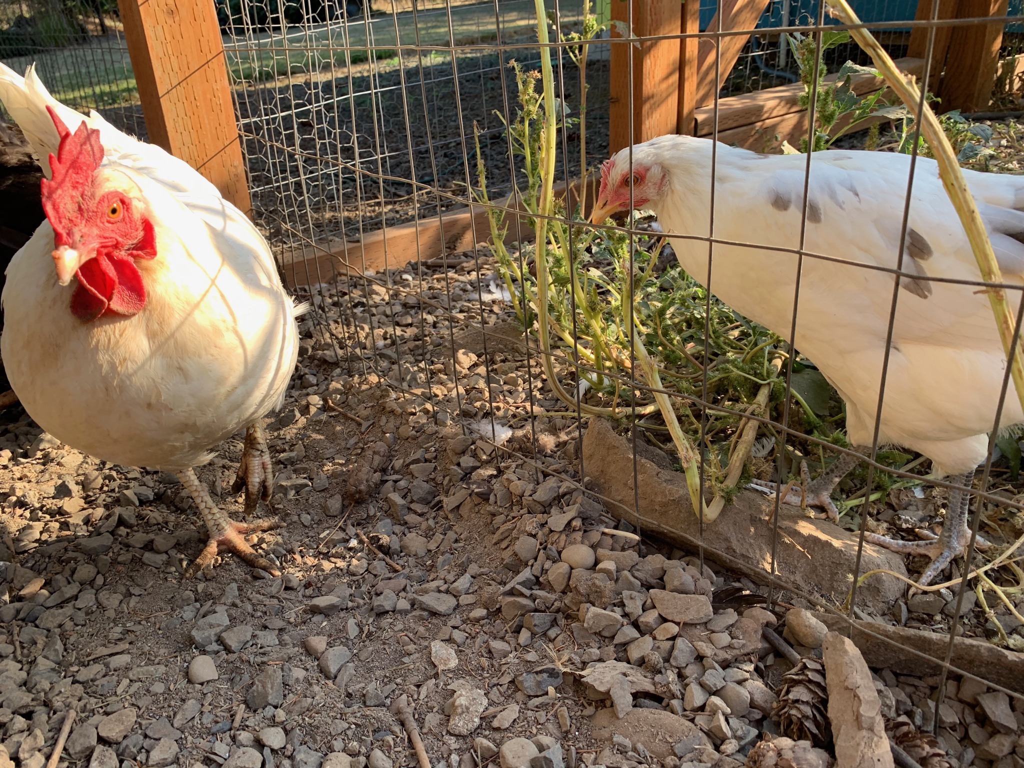 Old and new chickens