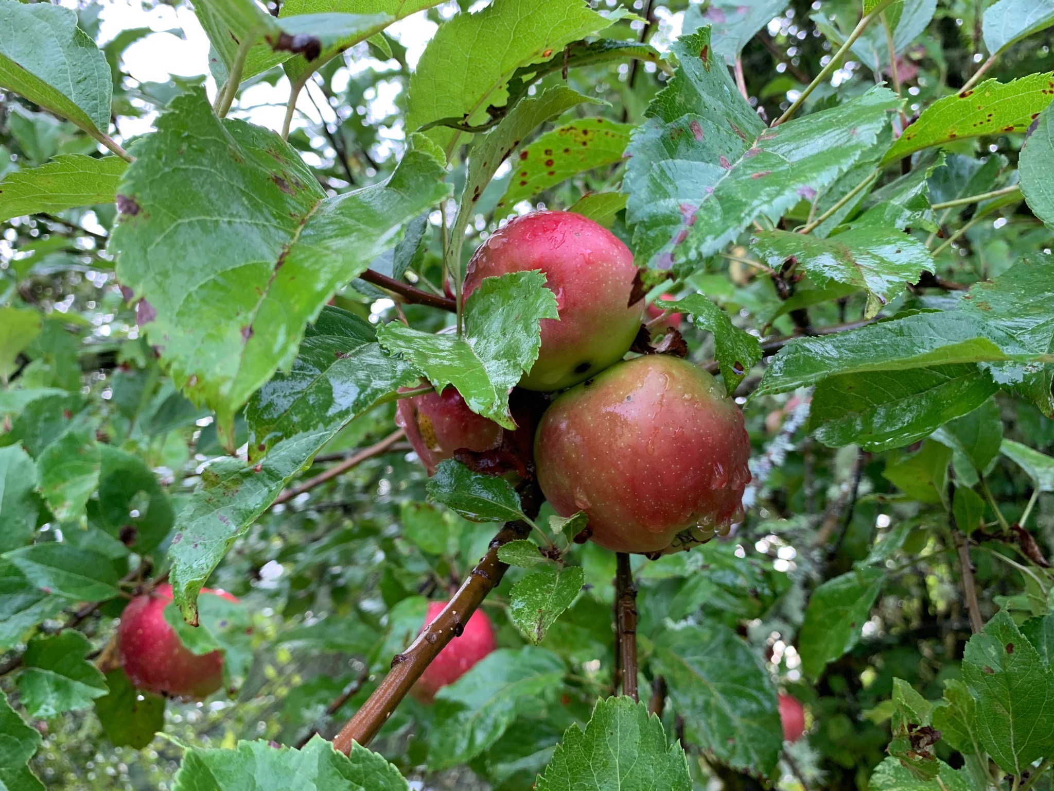 Apple tree
