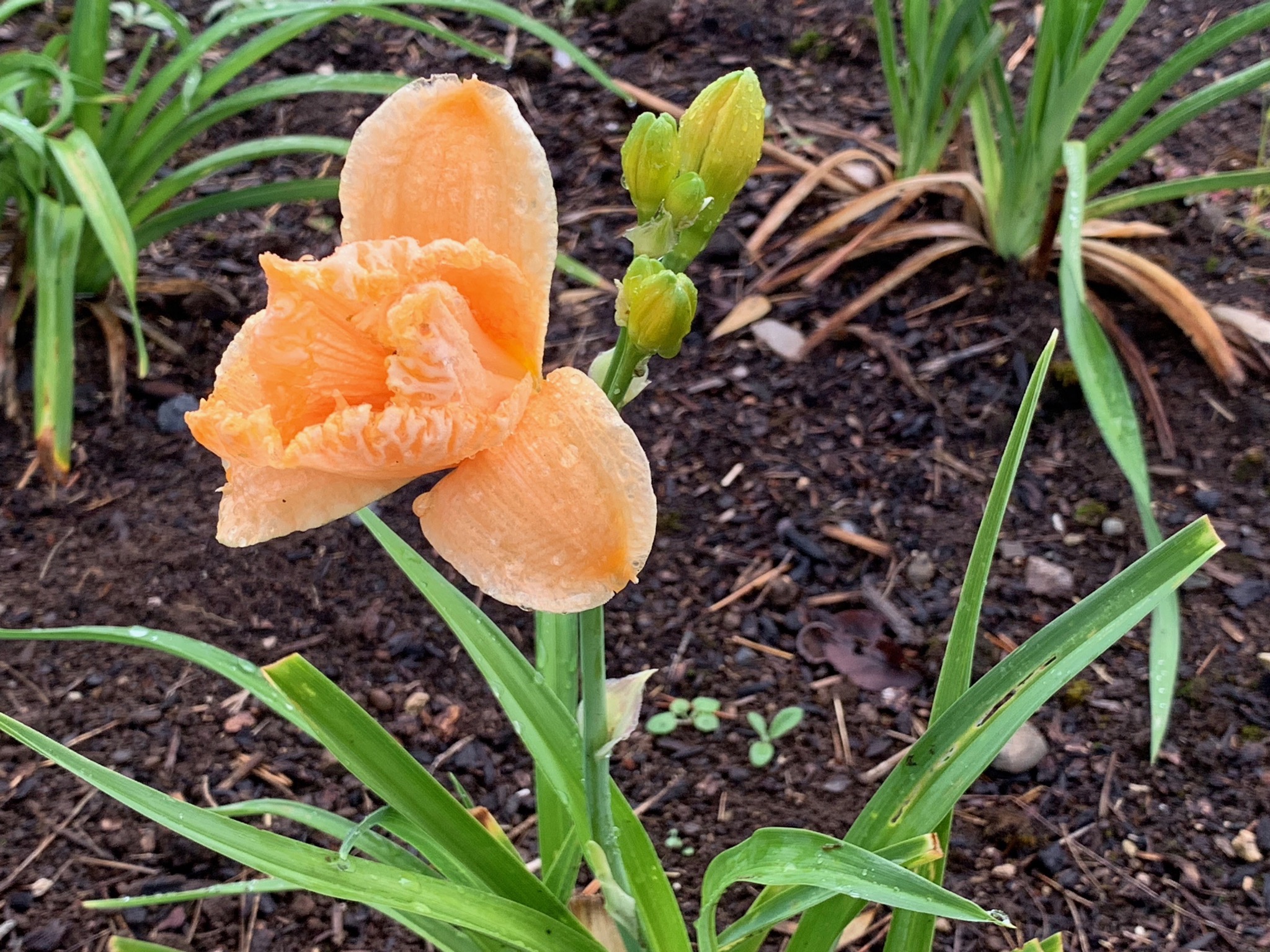 Daylily