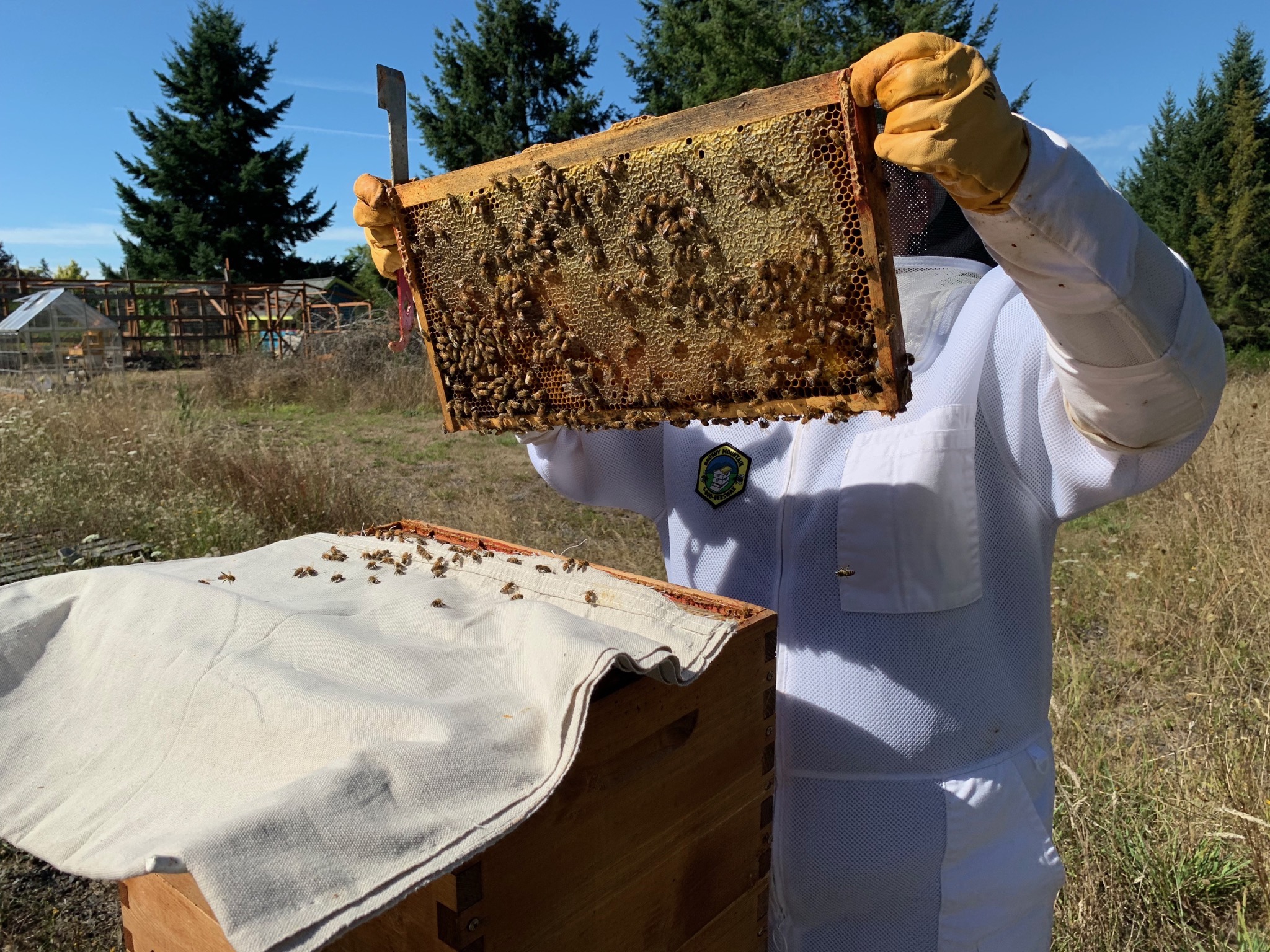 Inspection cloth and frame of honey