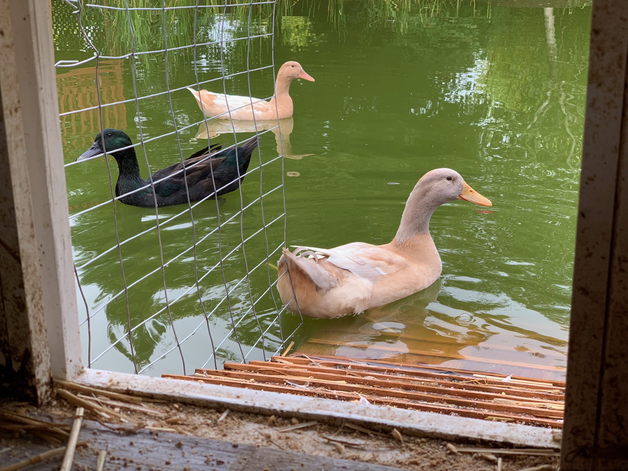 Ducks