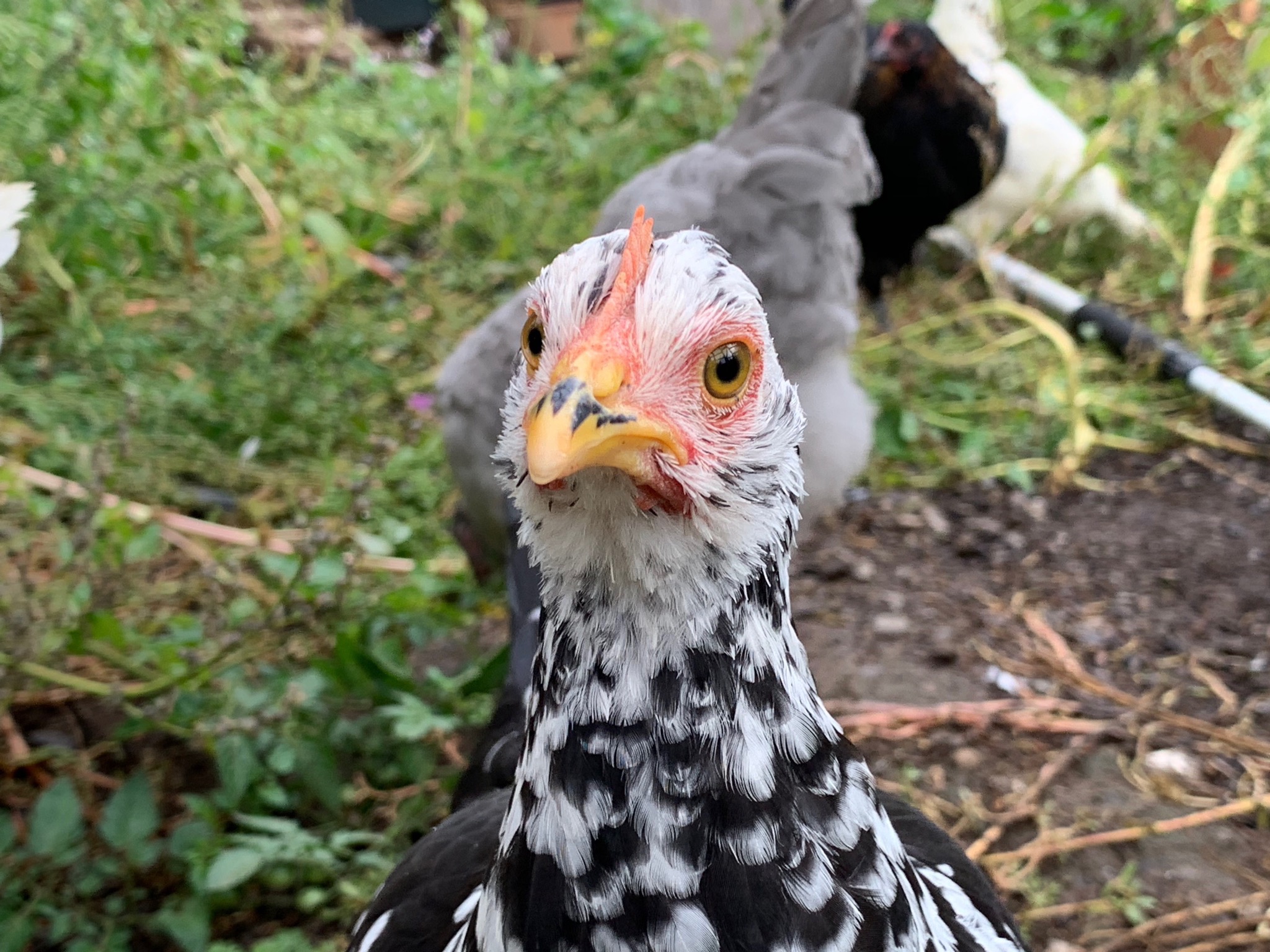 Chickens