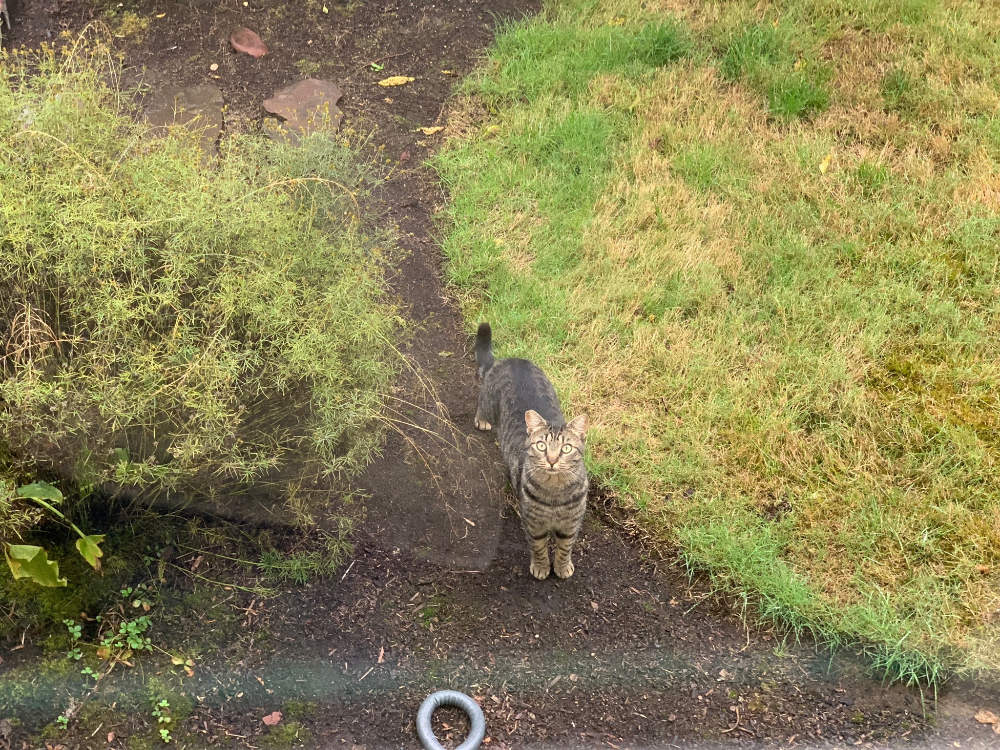 Spud on the kitchen lawn