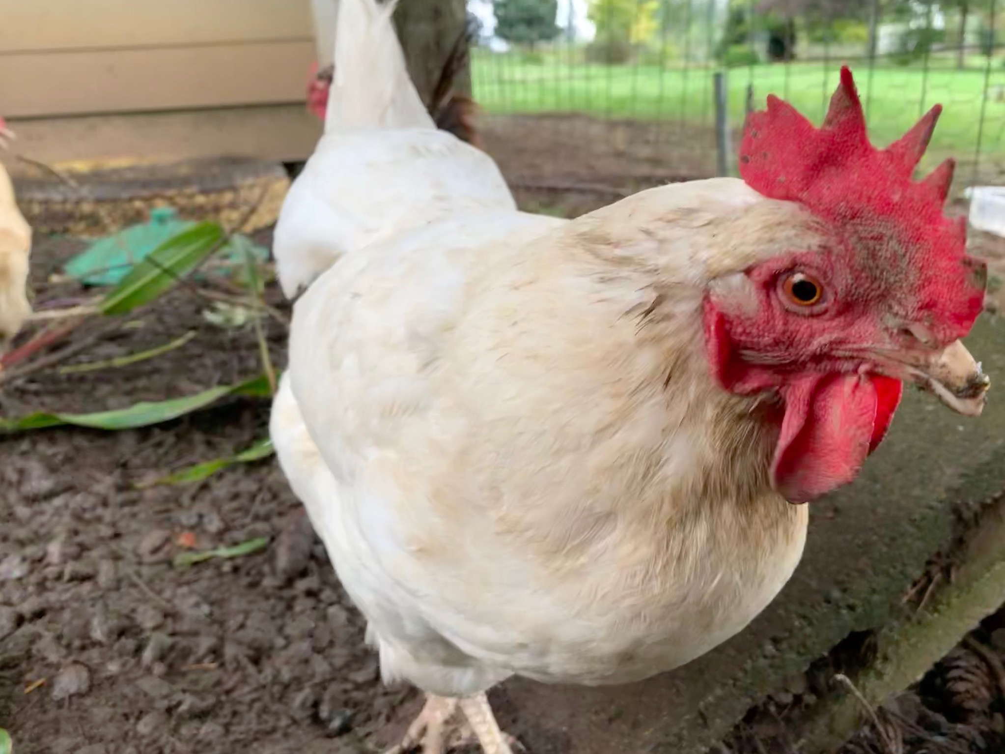 Chicken