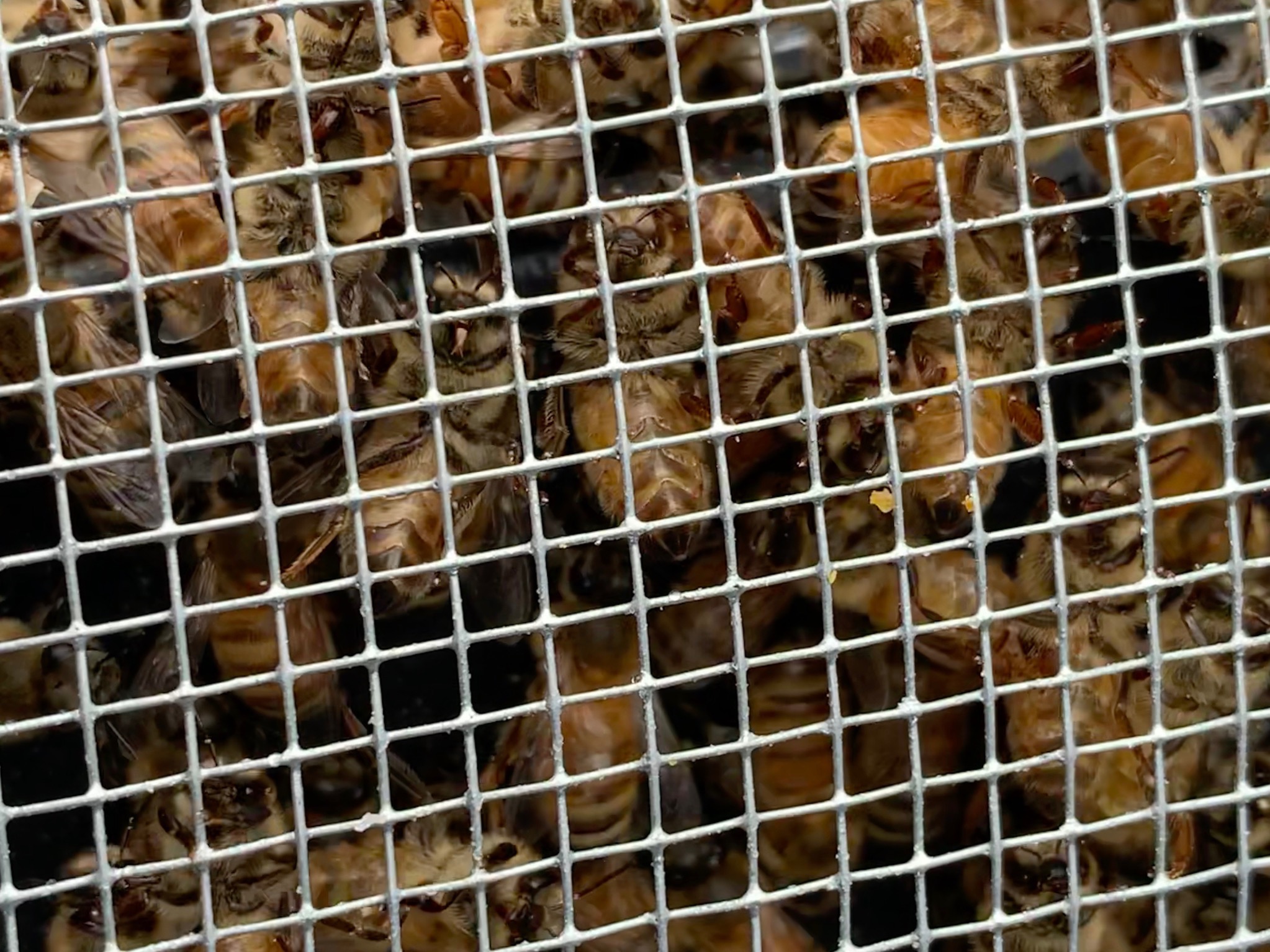 Bees