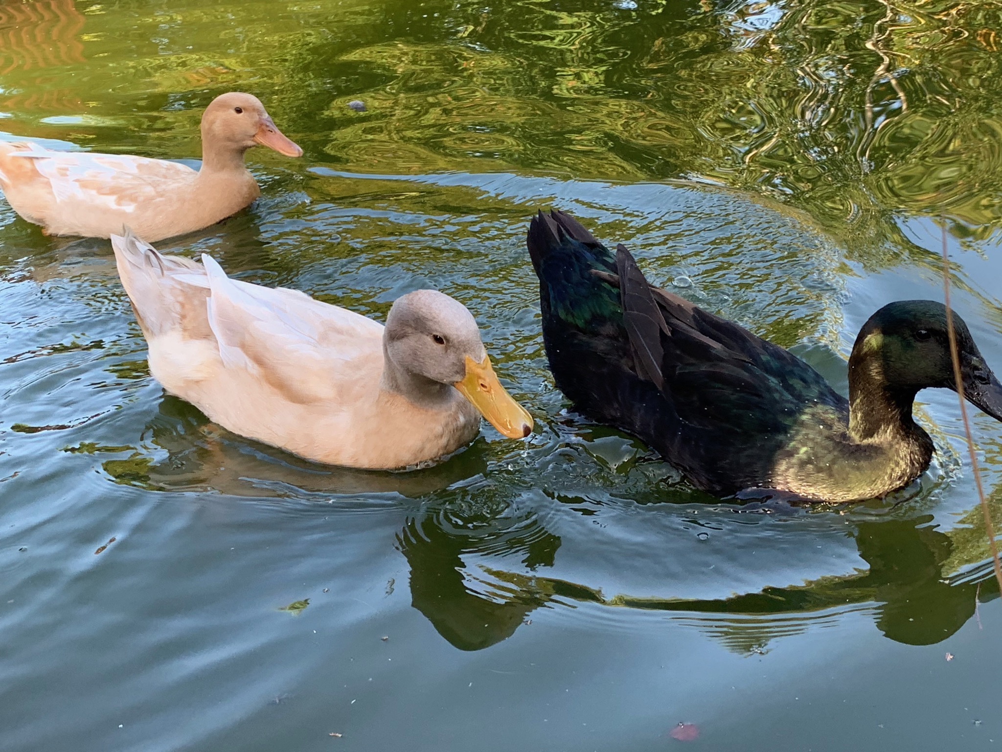 Ducks