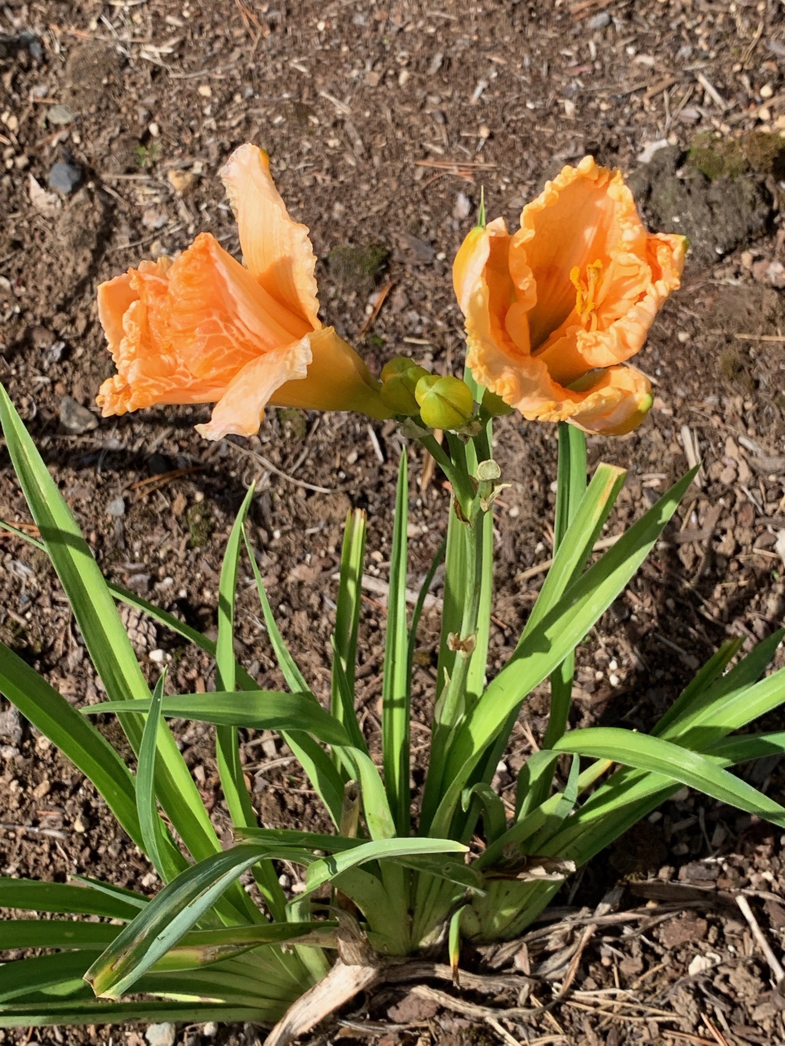 Daylilies