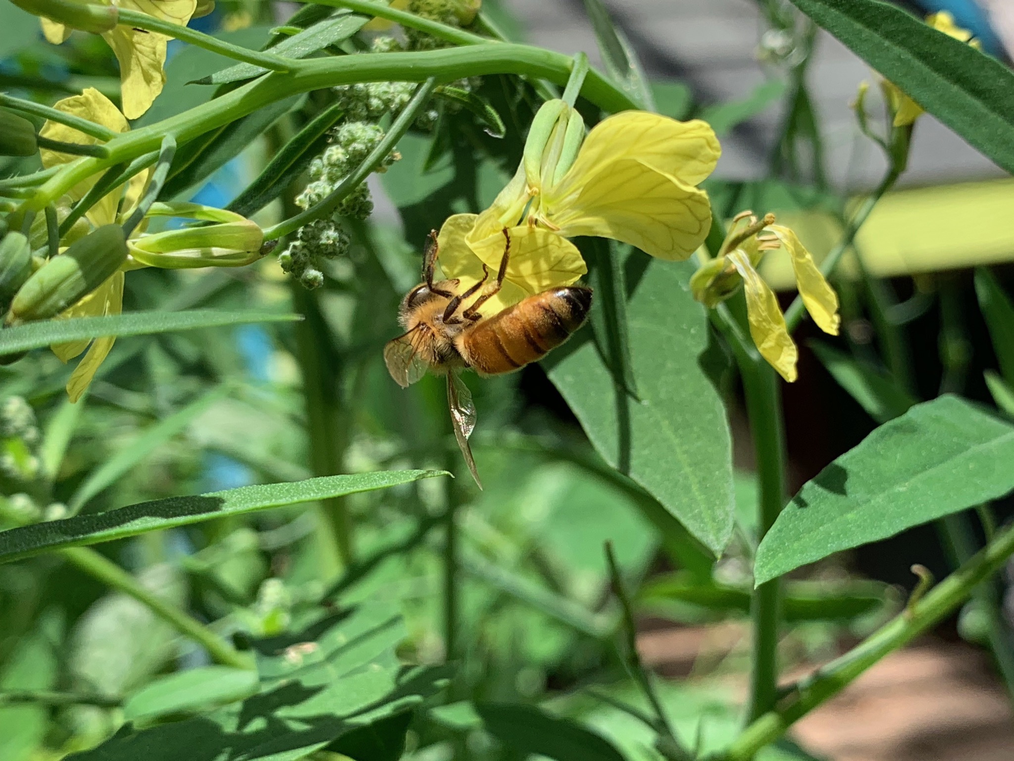 Bee