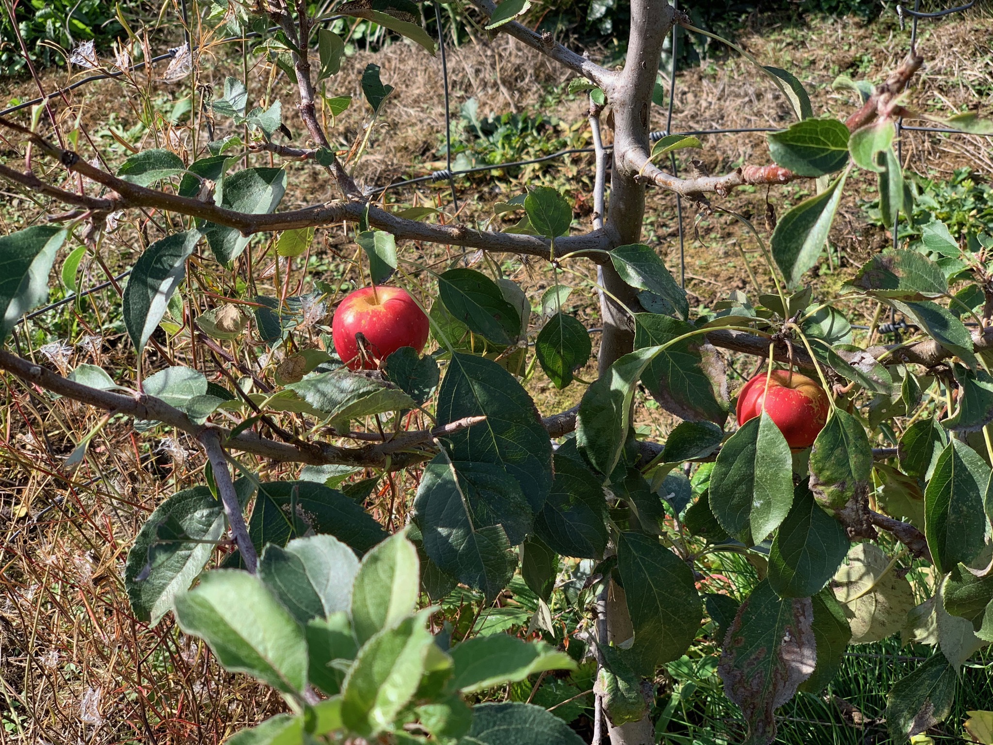 Apples on tree