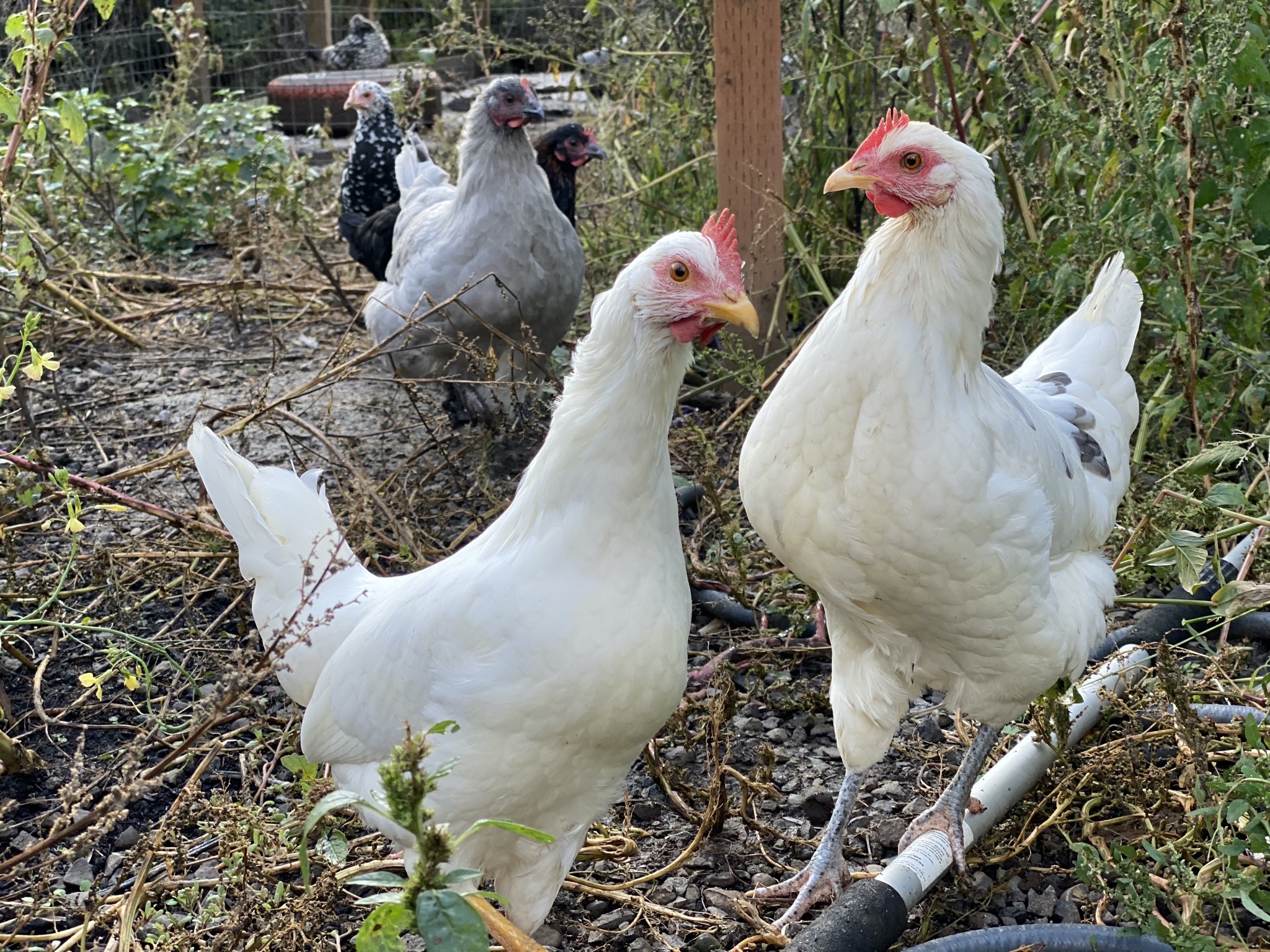 Chickens