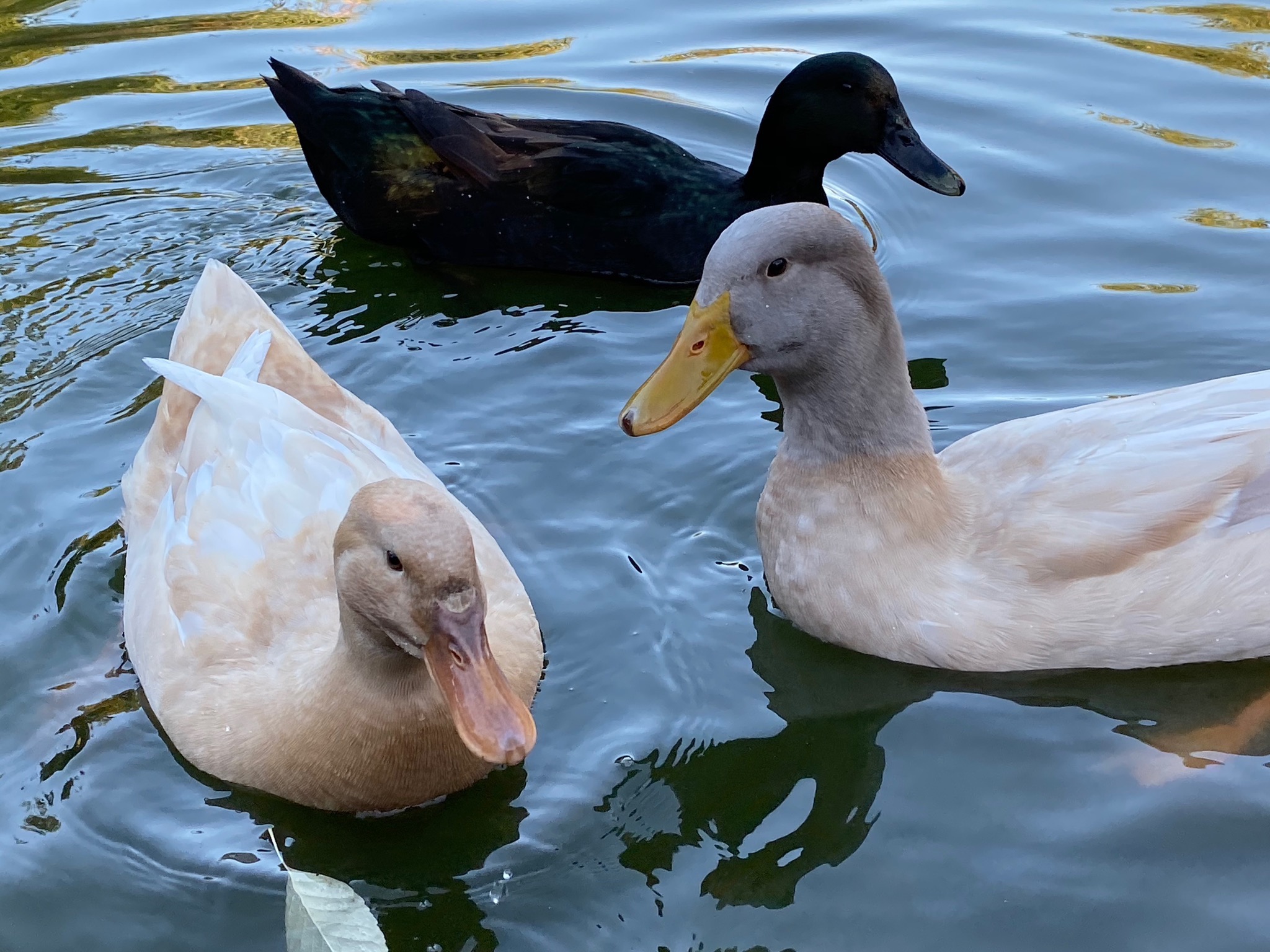 Ducks