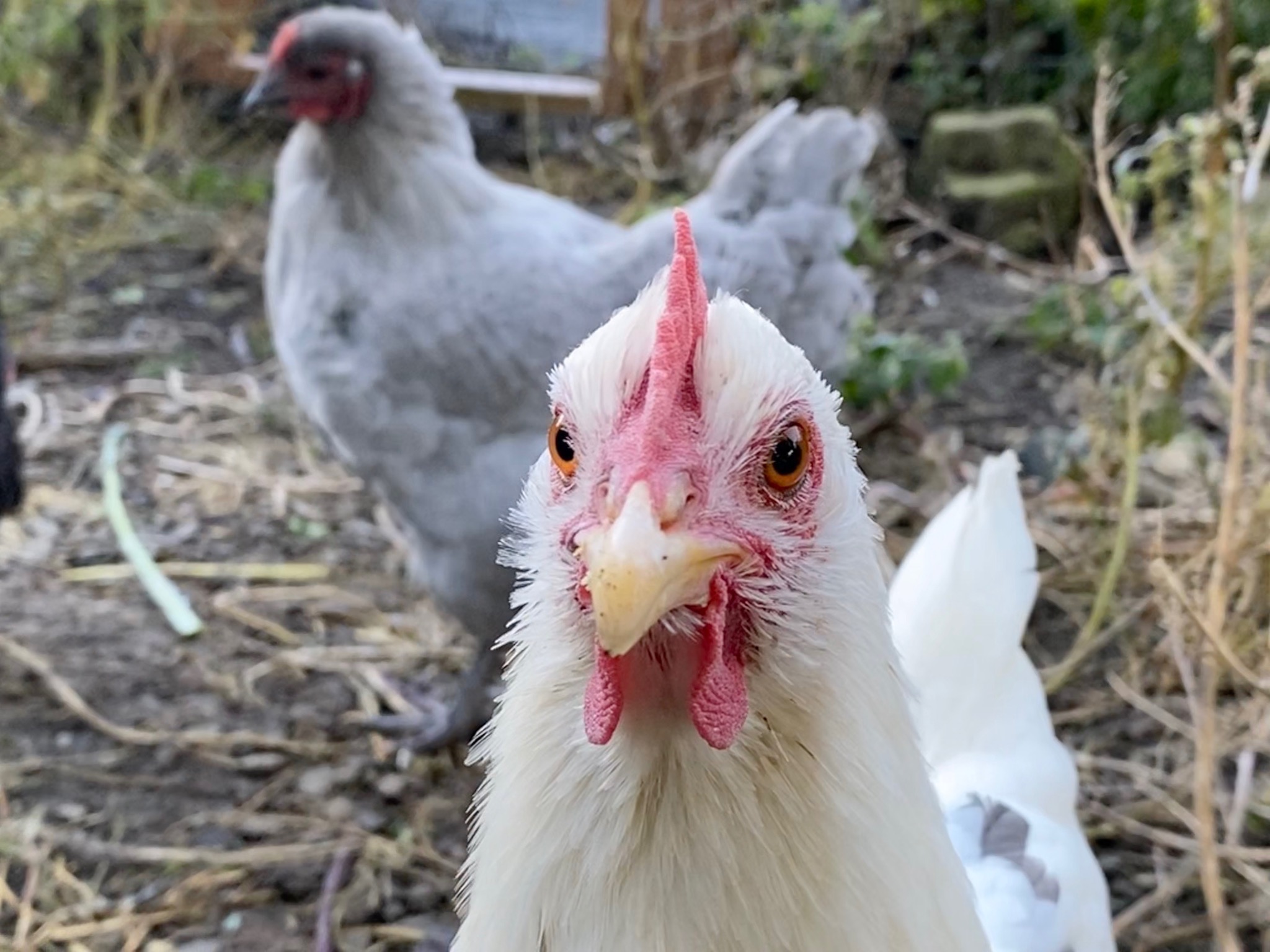 Chickens