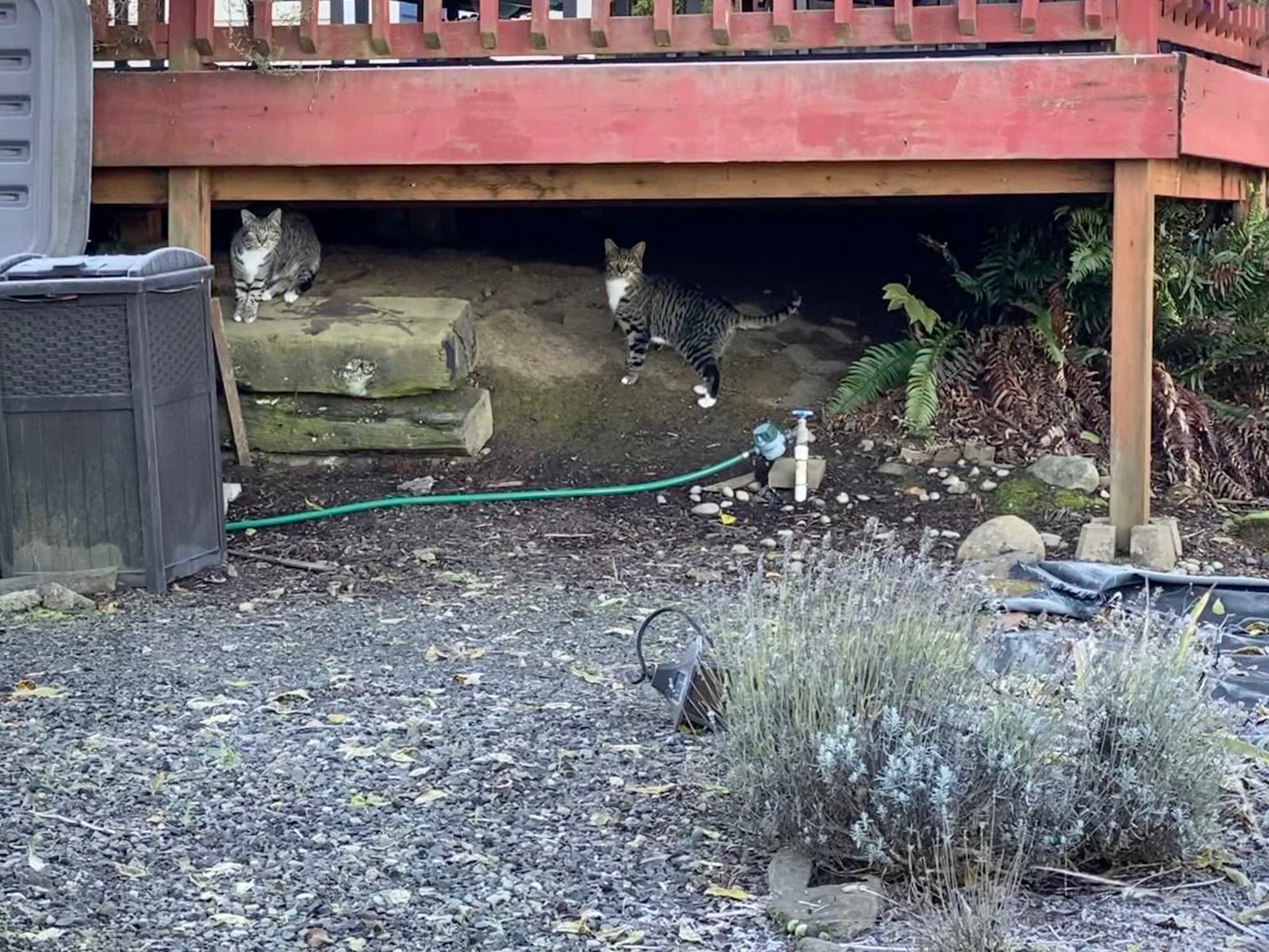Cats