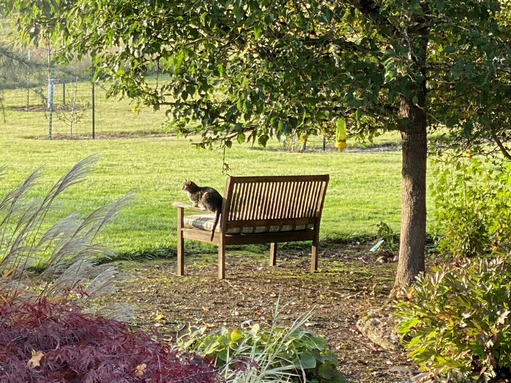 Two cats on a bench by the field