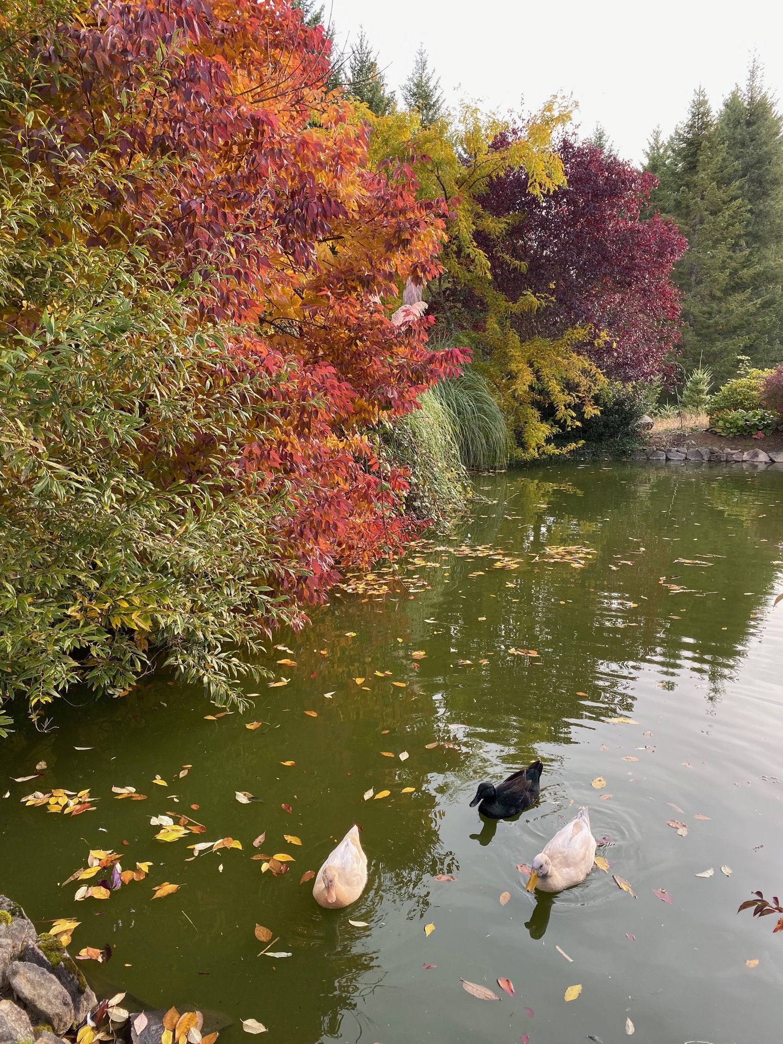 Pond, ducks, trees