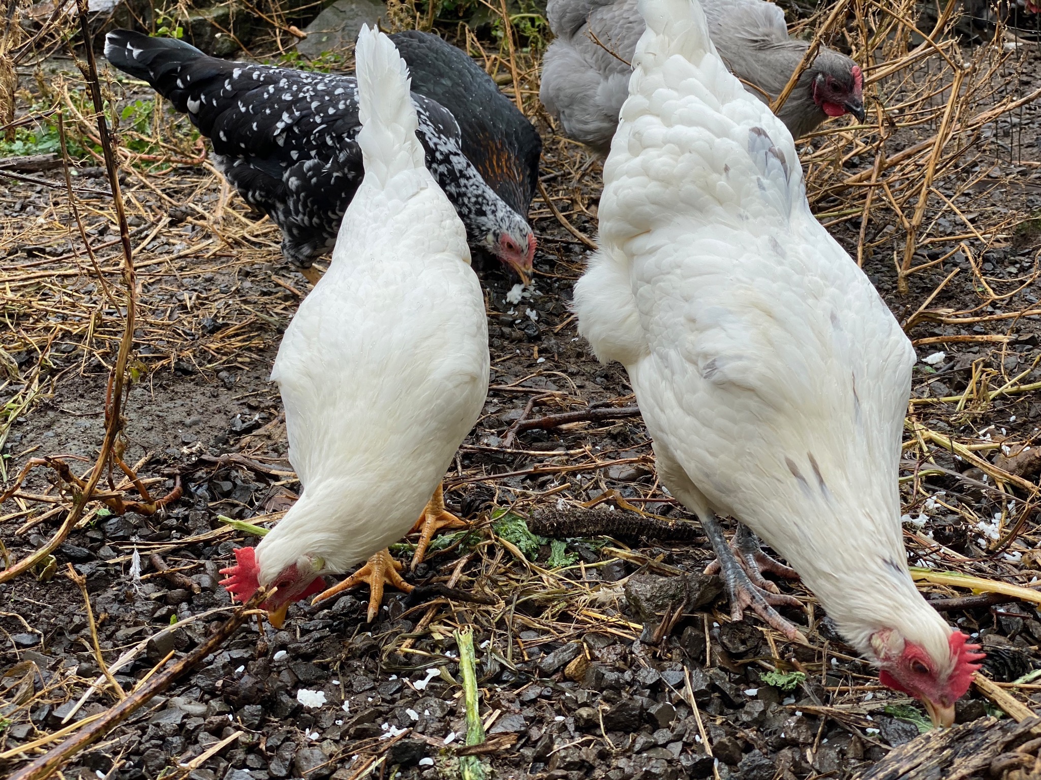 Chickens
