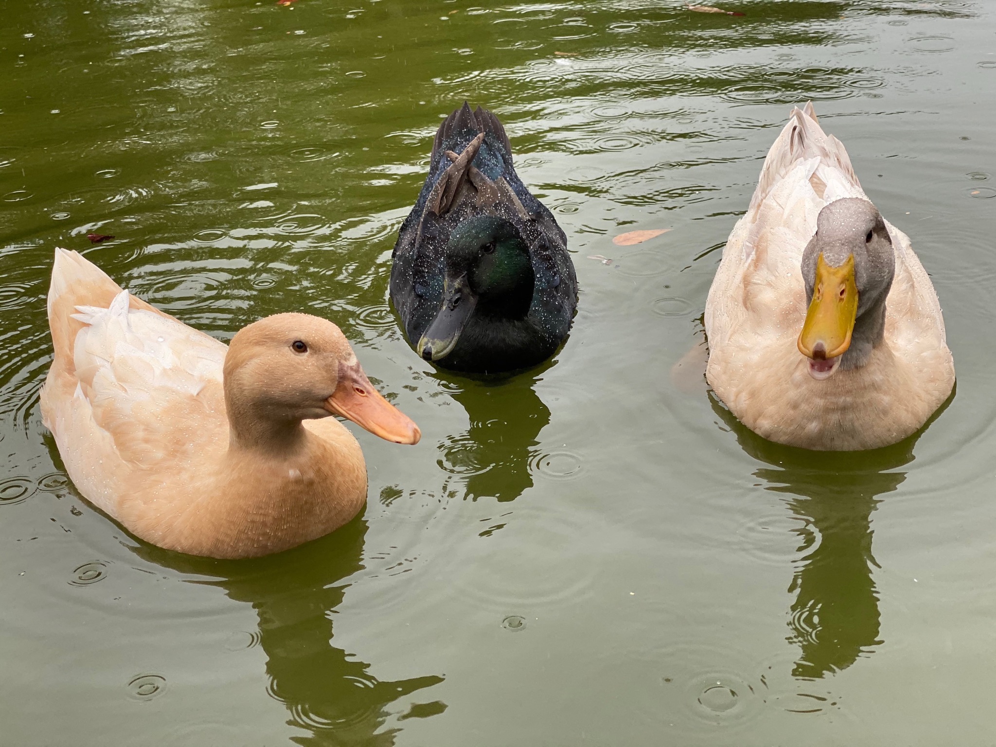 Ducks