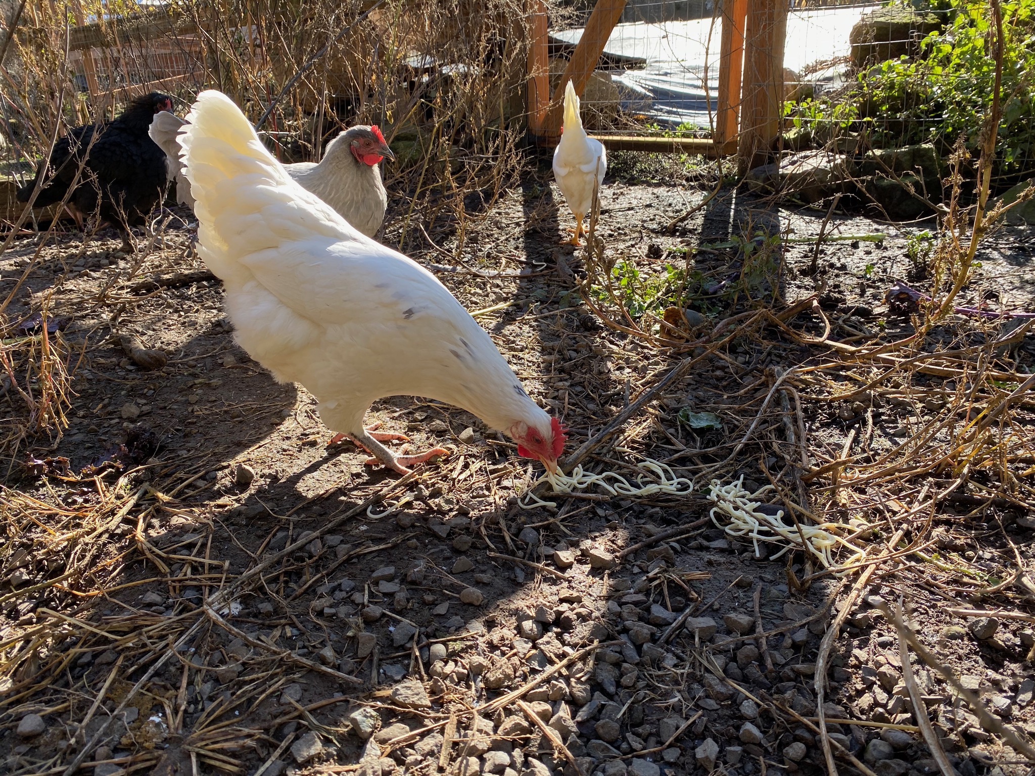 Chickens
