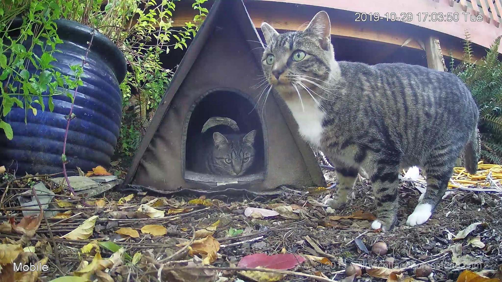 Cat cabin