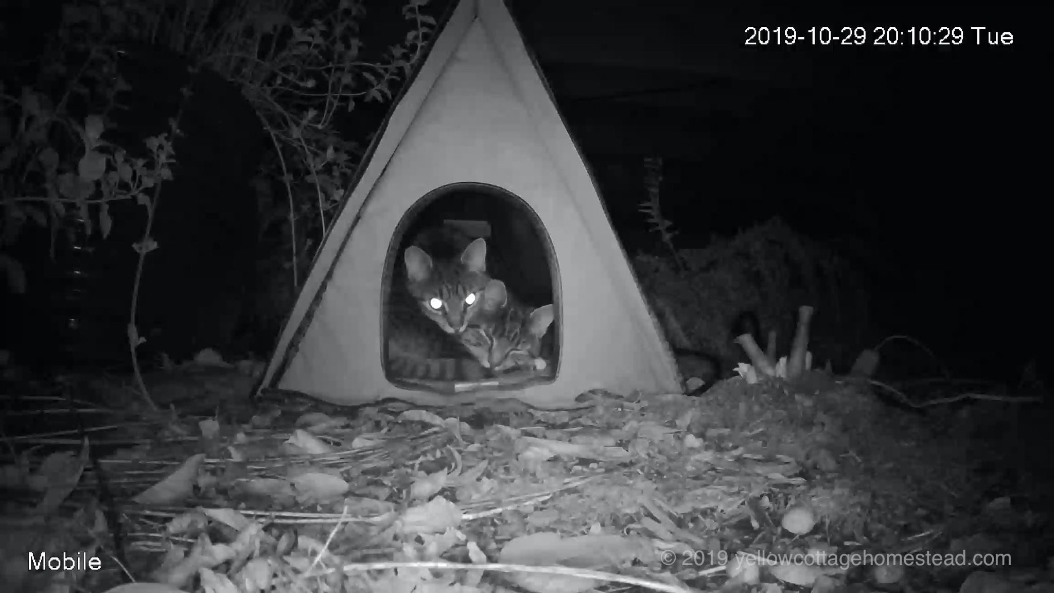 Cat cabin