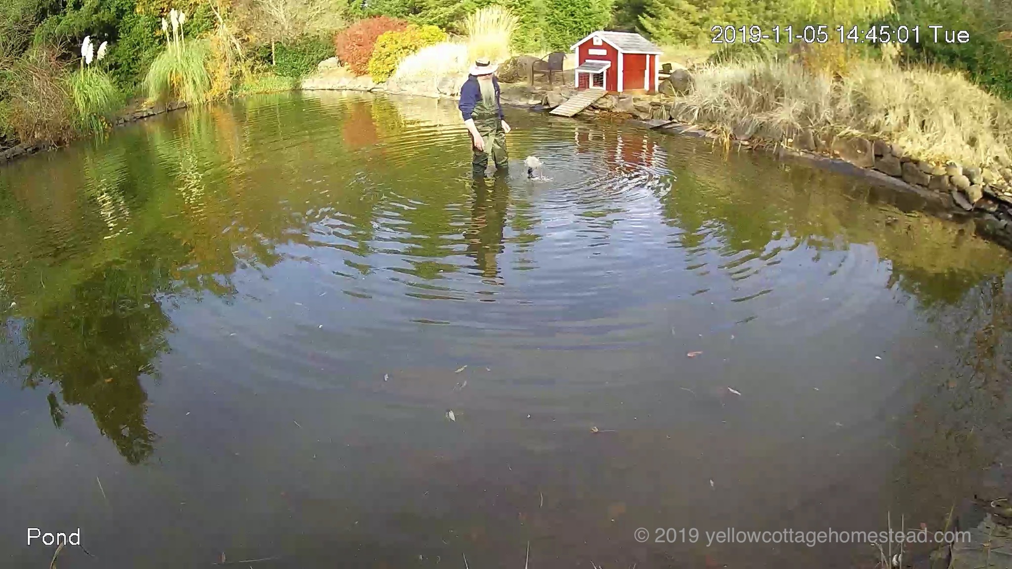 David wading in pond