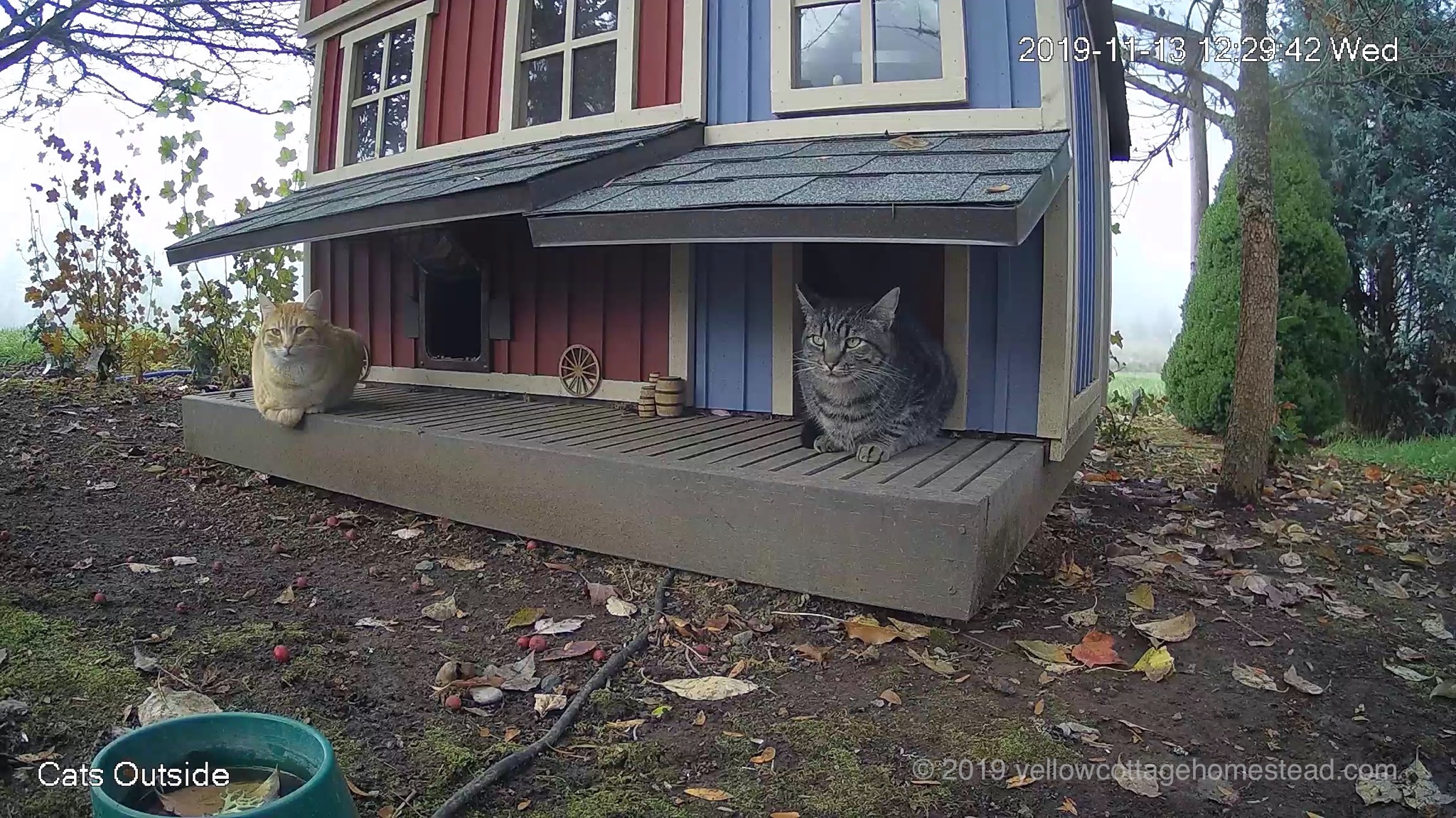 Cats chilling on deck