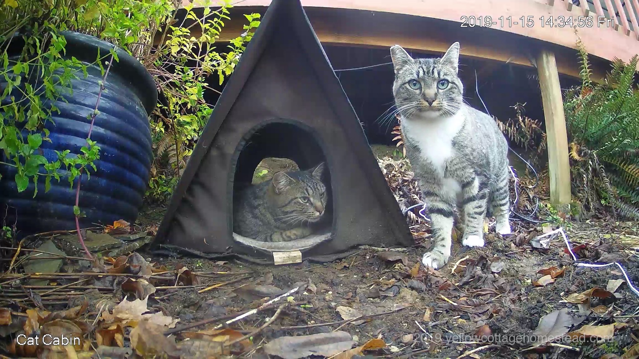 Cats at cabin