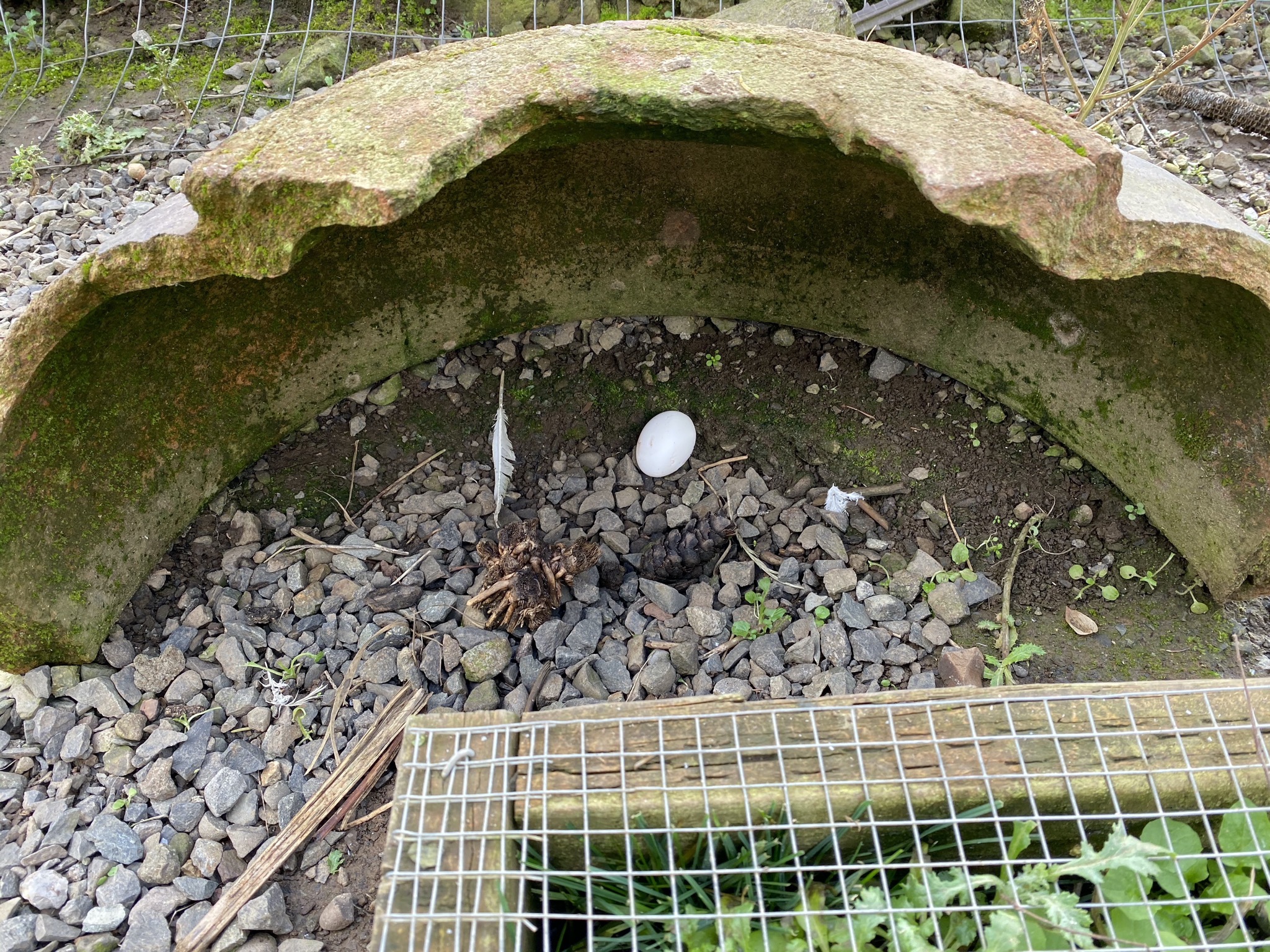First egg from new chickens