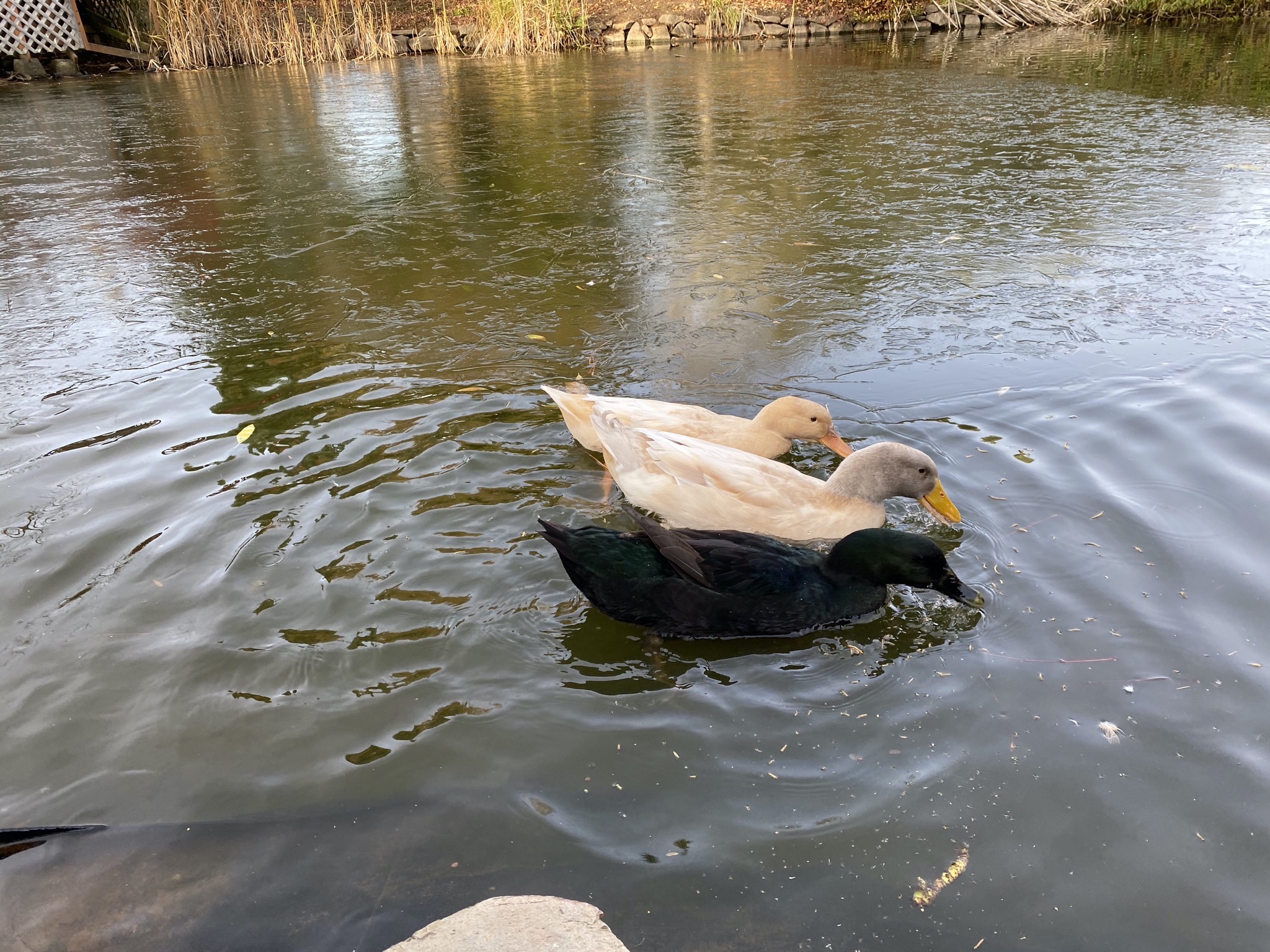 Ducks and partially frozen pond