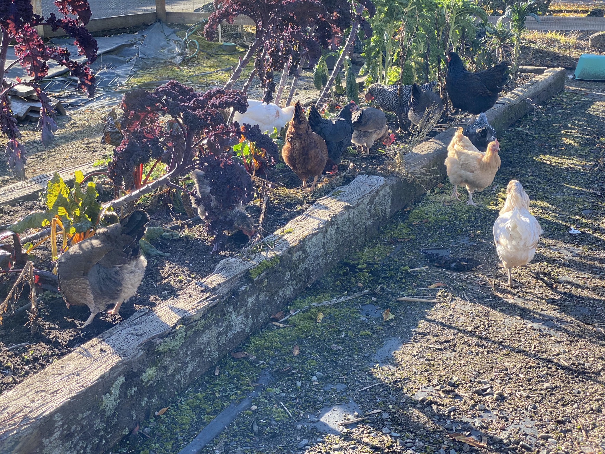 Chickens at the salad bar