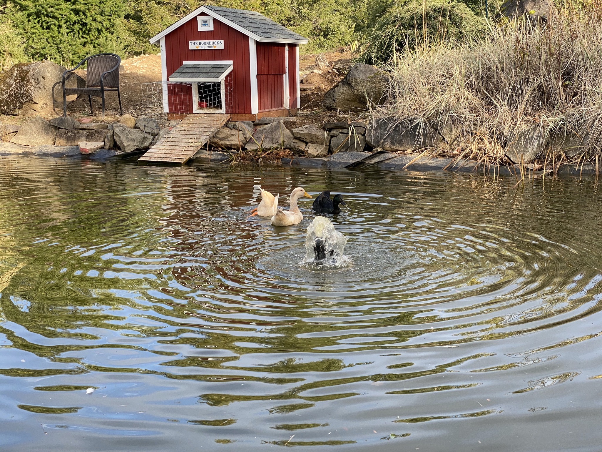Duck butt