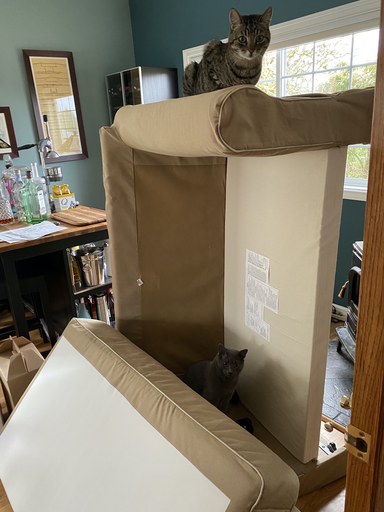 Both cats helping remove the old couch