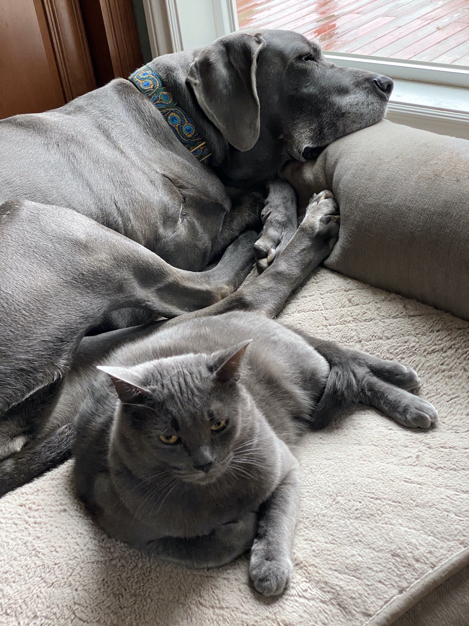 Rory and Paladin