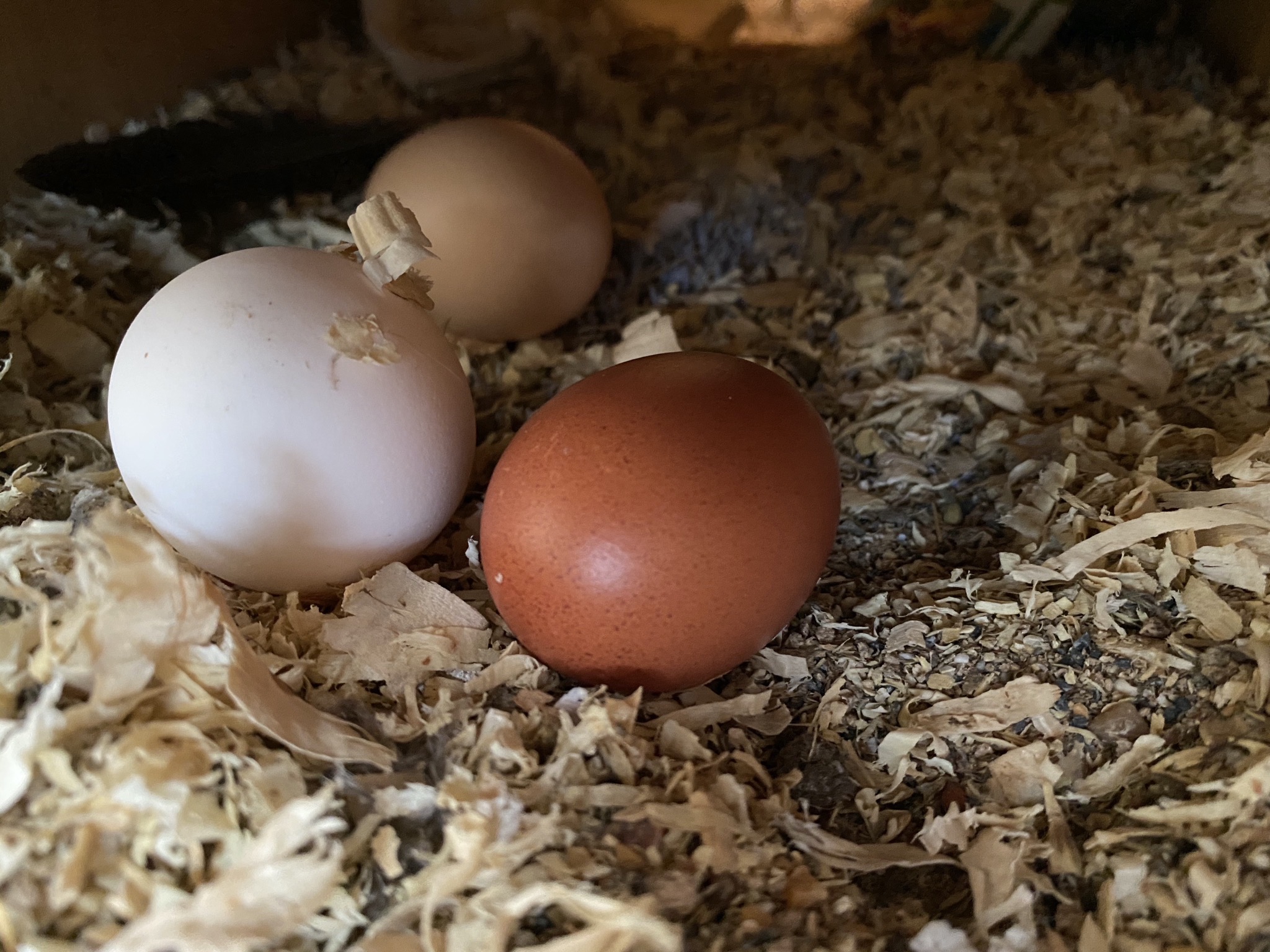 Eggs