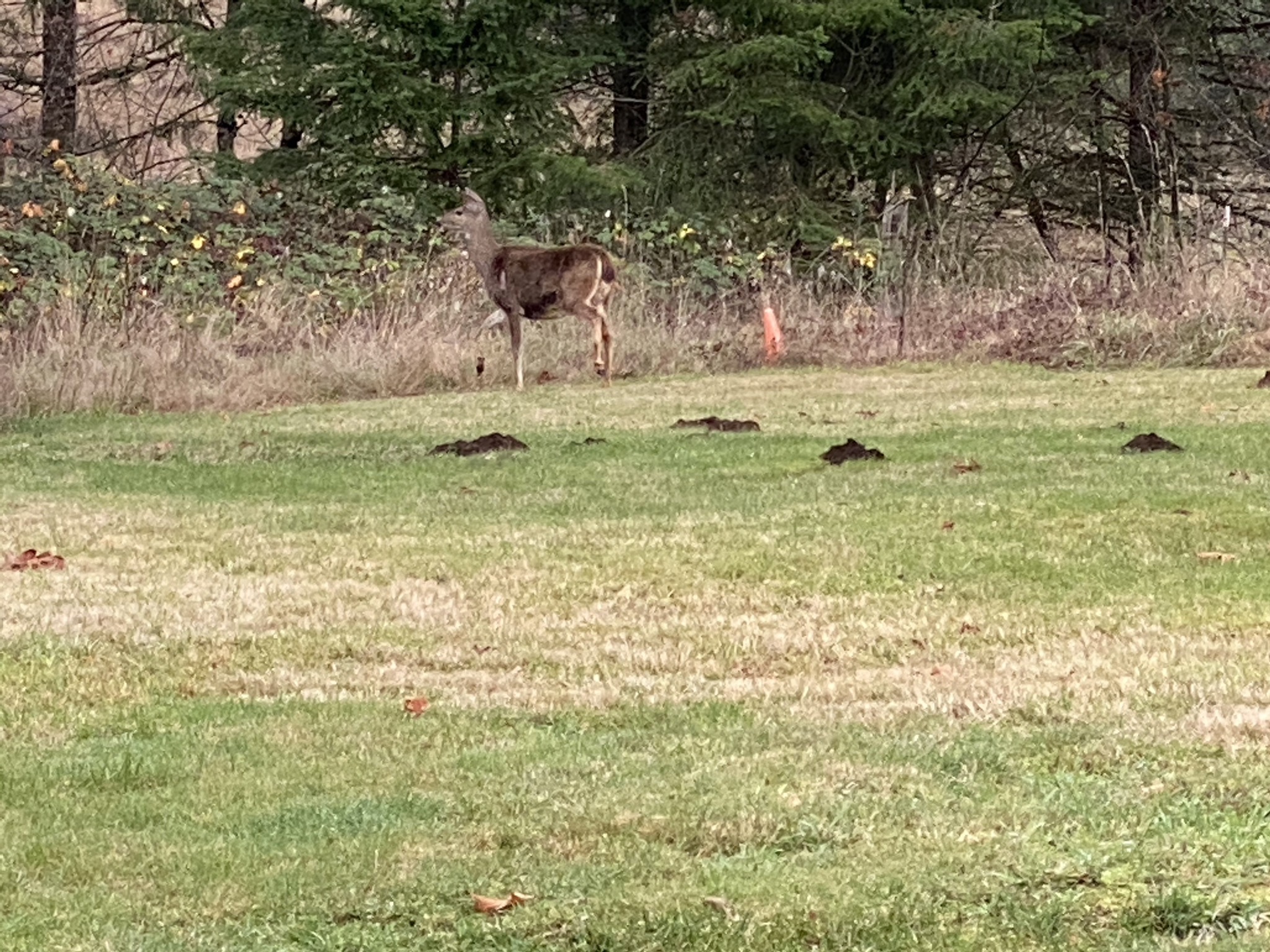 Deer
