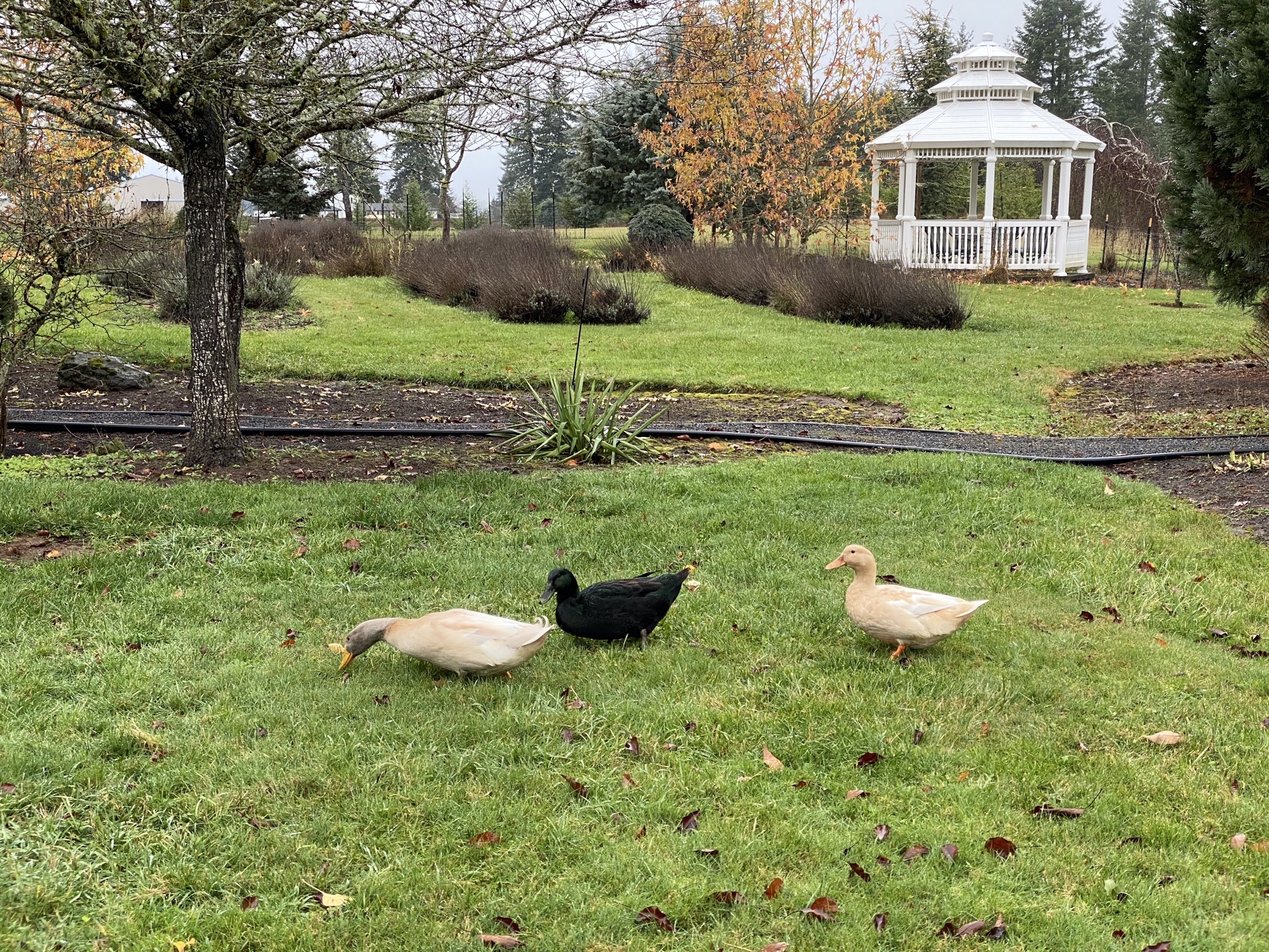Ducks on grass
