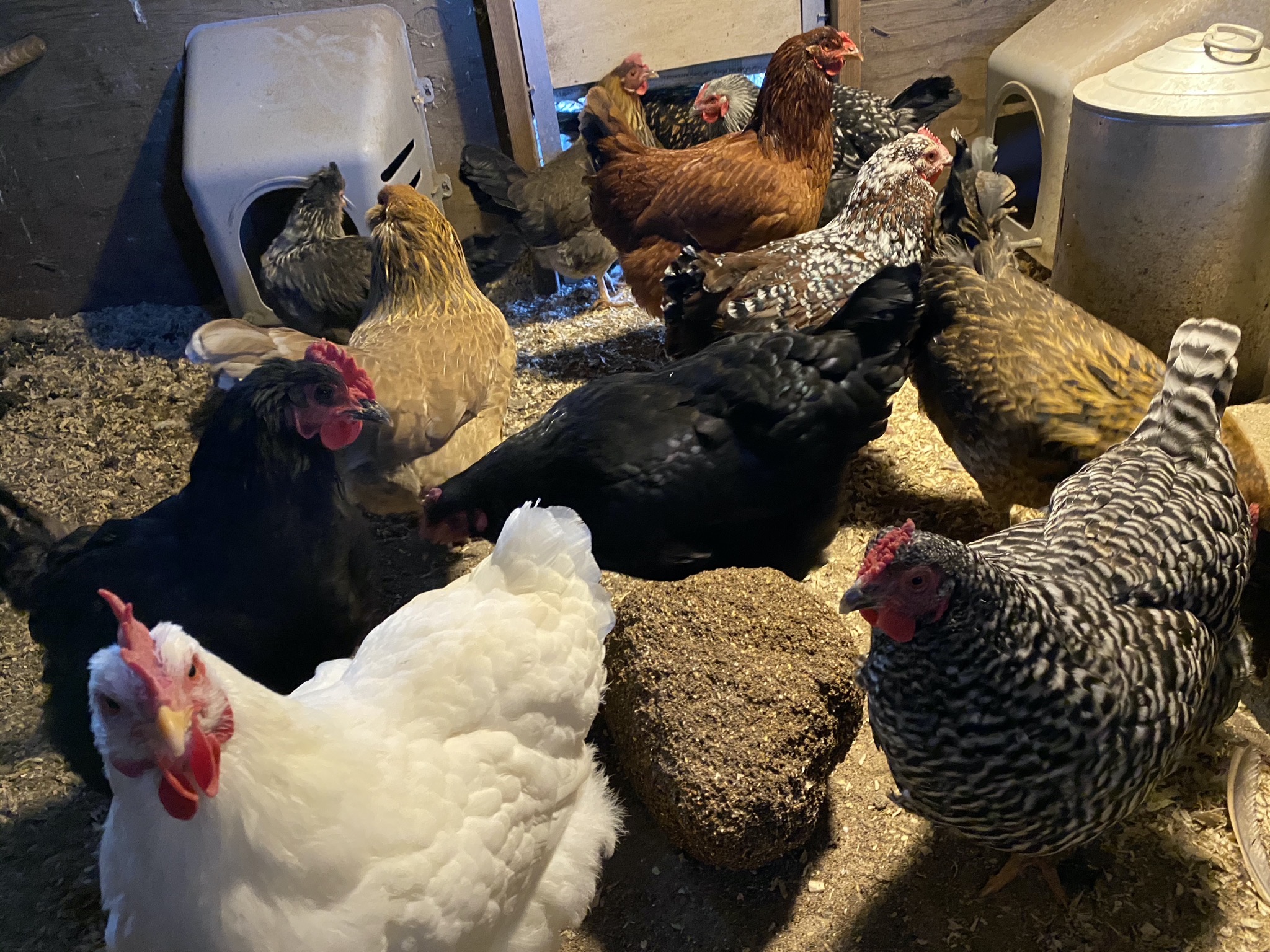 Chickens