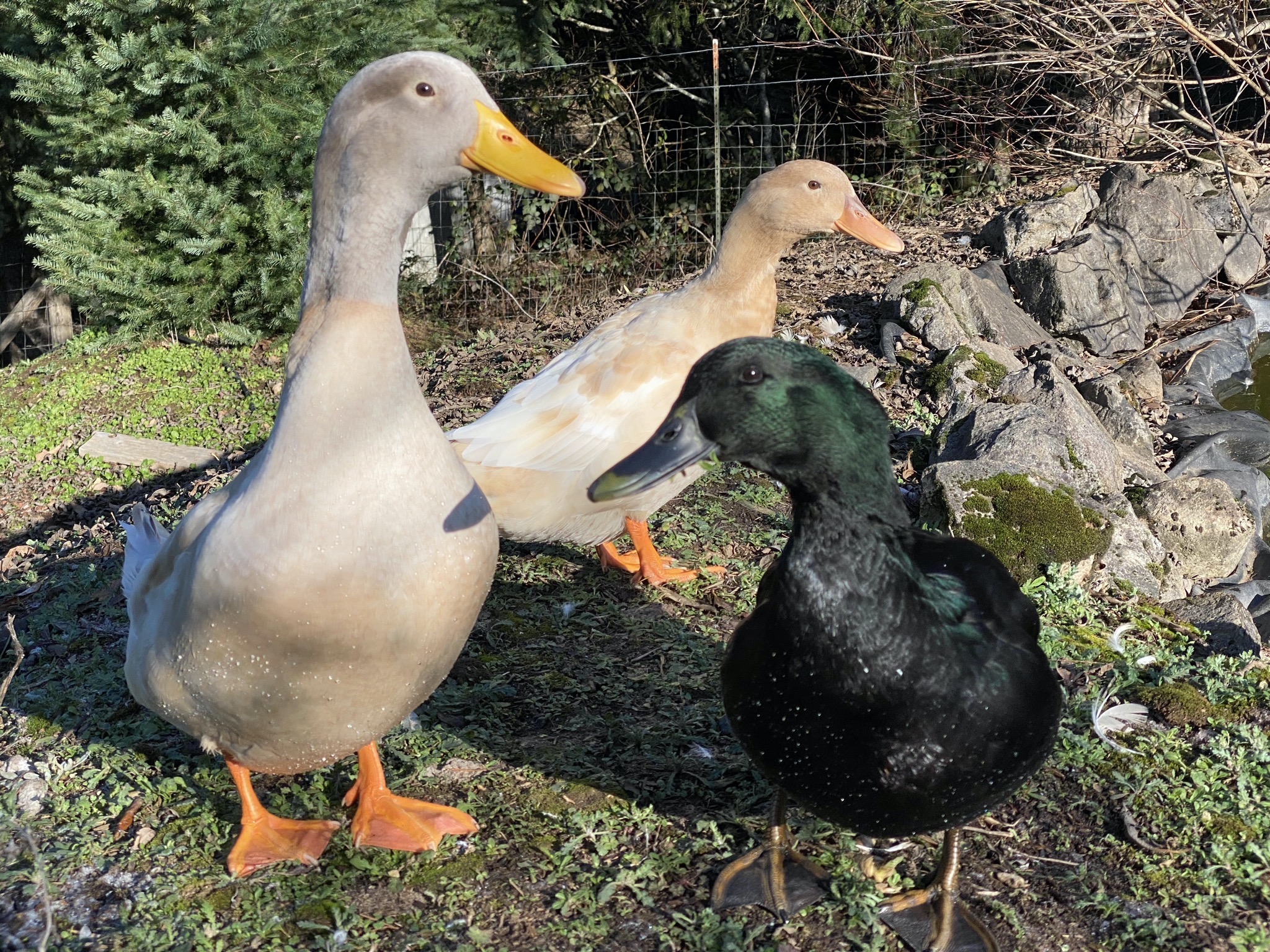 Ducks