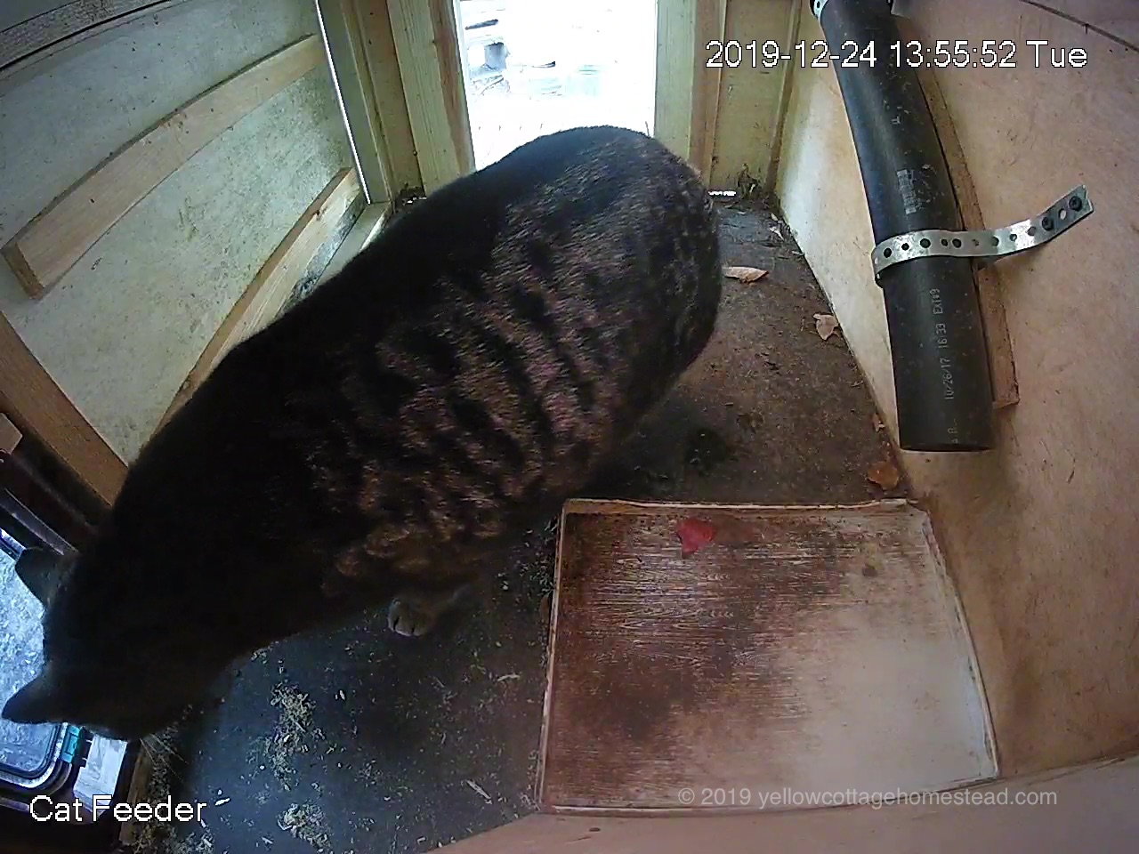 Cat peeking out new door