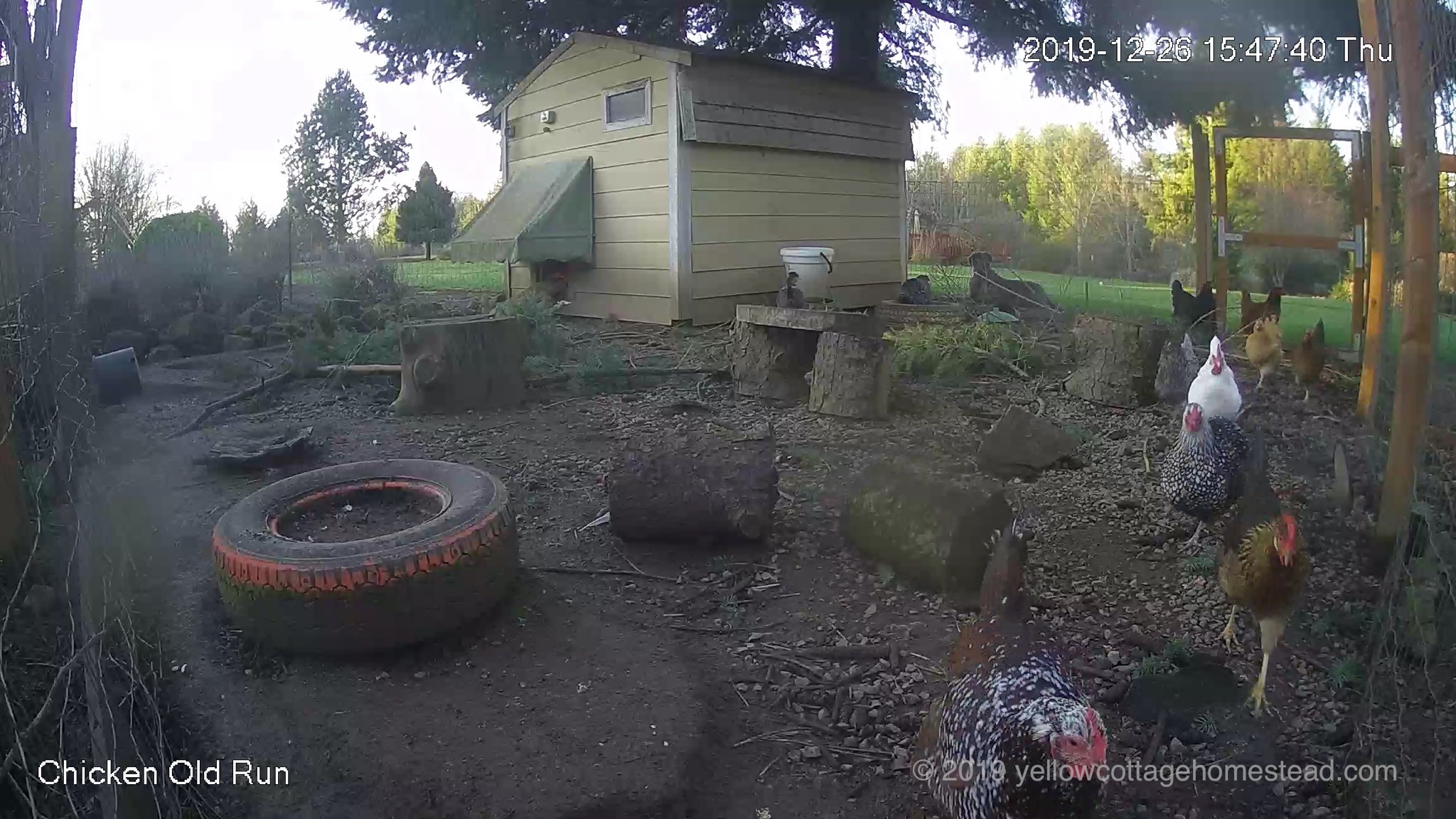 Chickens