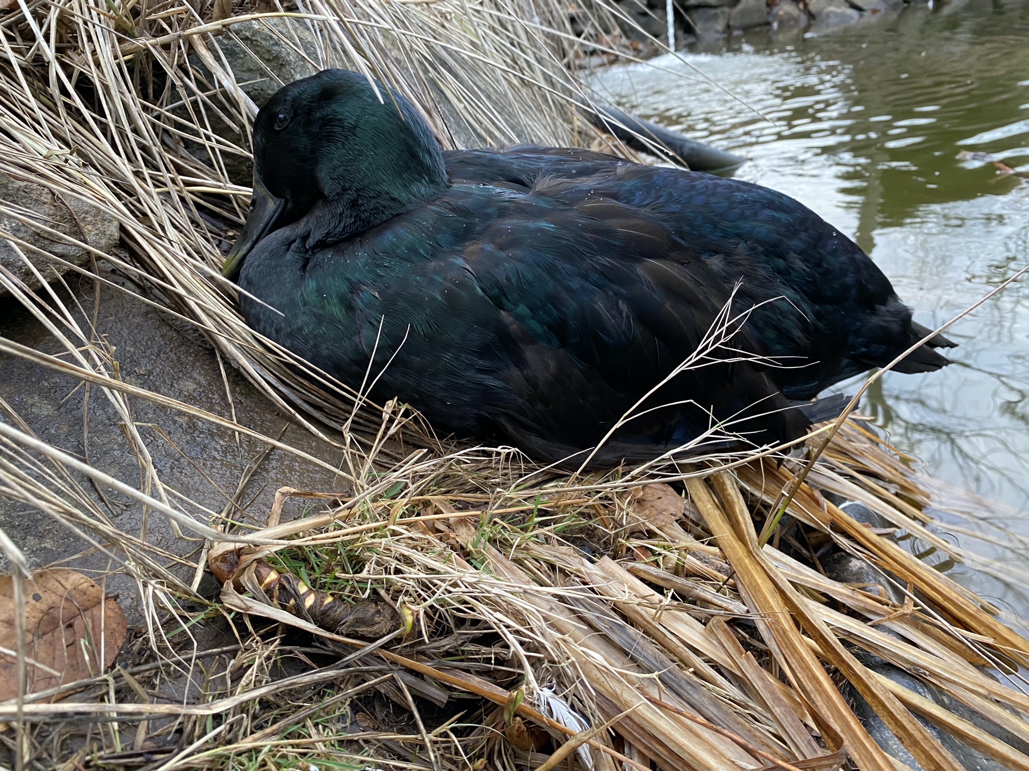 Duck