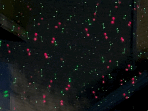 Holiday lights animated GIF