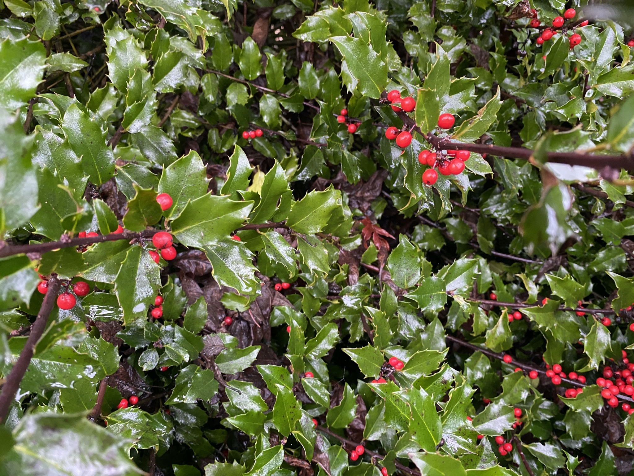 A holly shrub