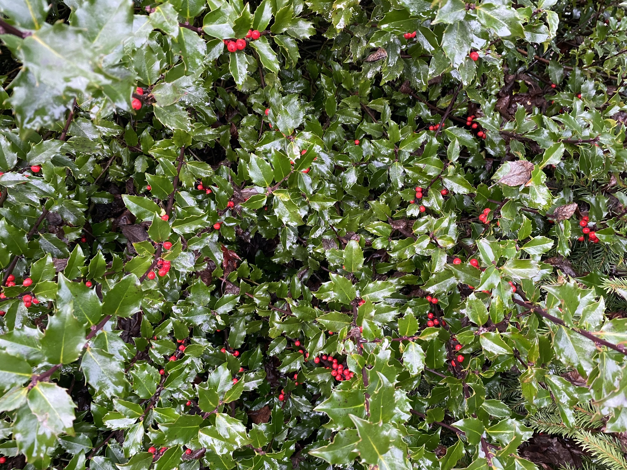 A holly shrub