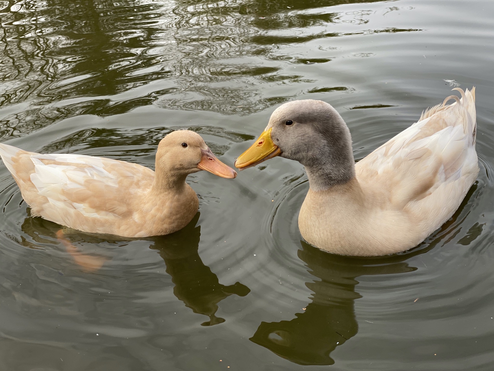 Ducks