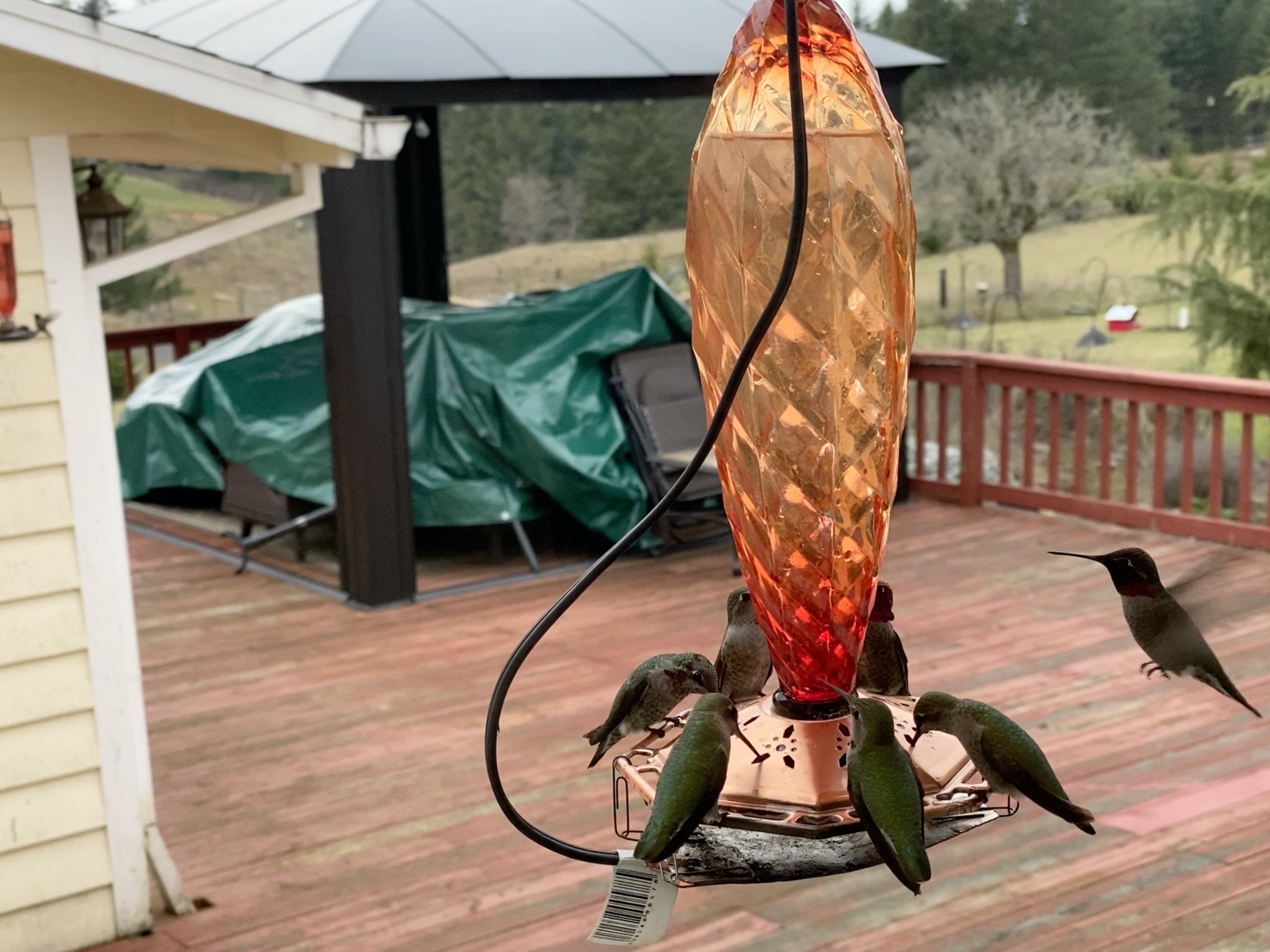 Hummingbirds